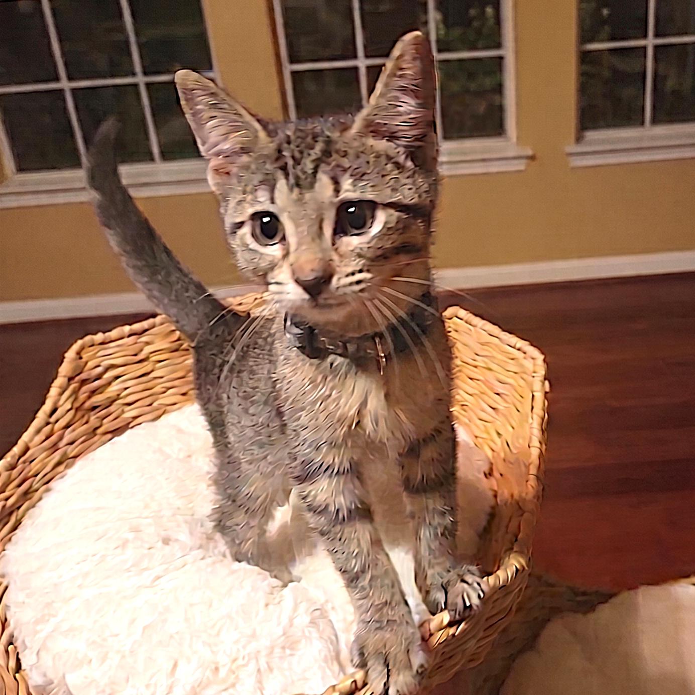 Copper, Adoptable, Kitten Male Domestic Short Hair.