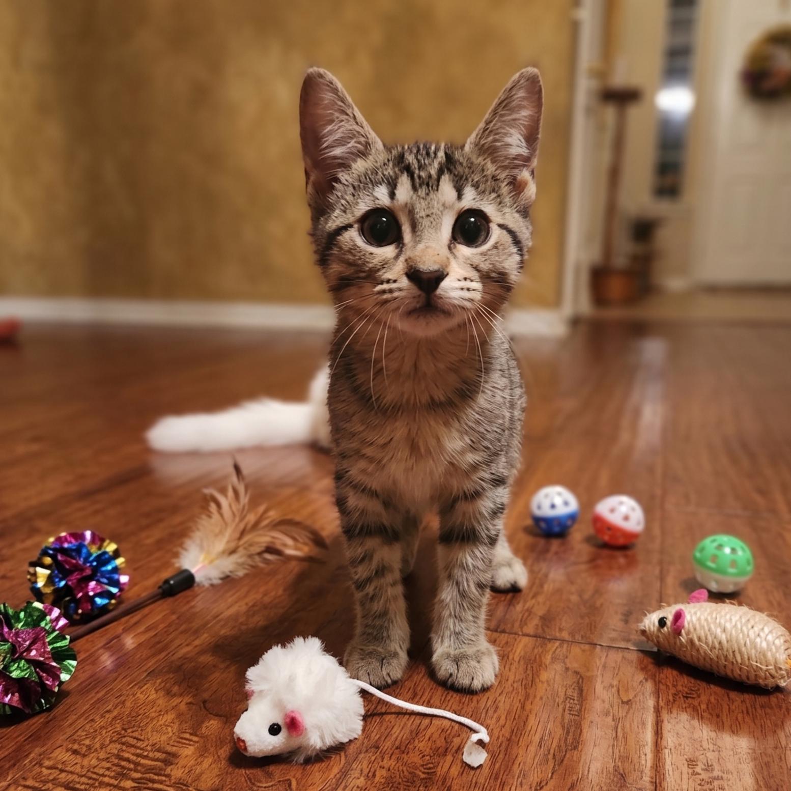 Copper, a Adoptable Domestic Short Hair in Allen, TX image 2/6