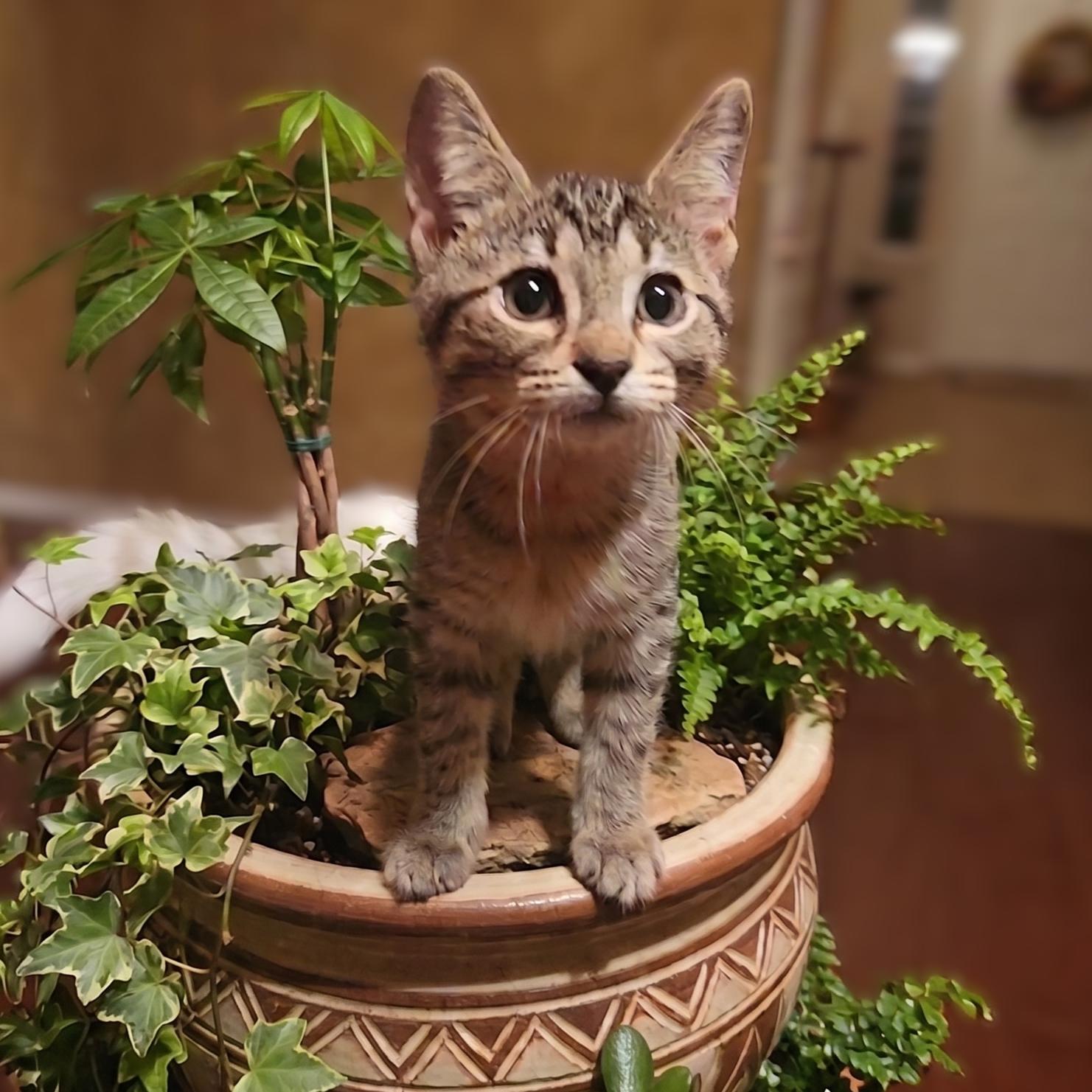 Copper, a Adoptable Domestic Short Hair in Allen, TX image 5/6