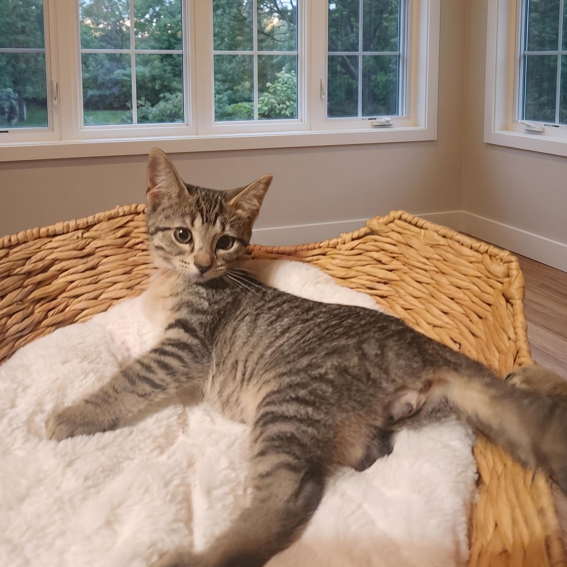 Copper, a Adoptable Domestic Short Hair in Allen, TX image 3/6