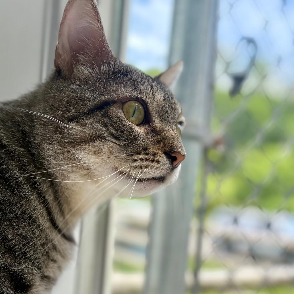 Pepe, Adoptable, Adult Male Domestic Short Hair.