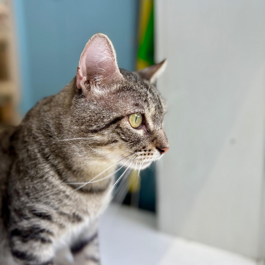 Pepe, Adoptable, Adult Male Domestic Short Hair.
