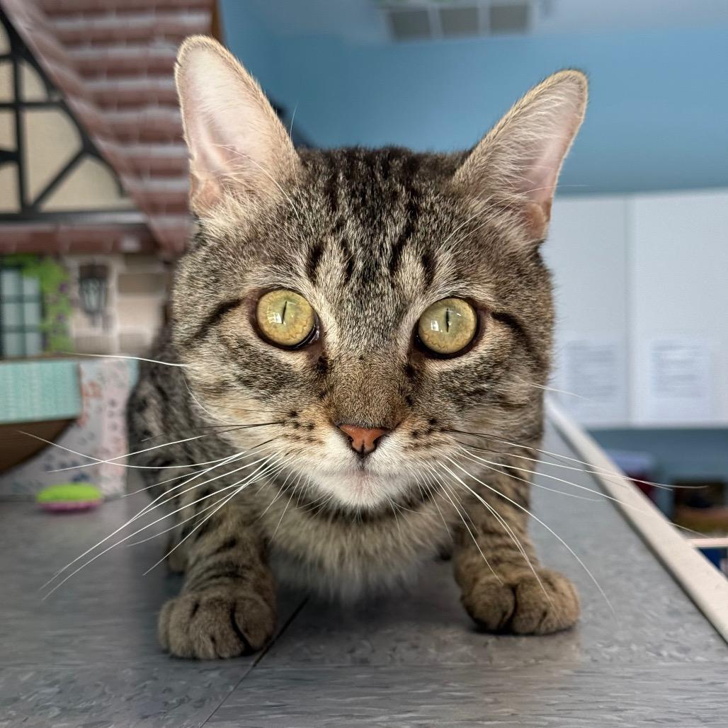 Enlarge Pepe, a Adoptable Domestic Short Hair in New Fairfield, CT image 2/6
