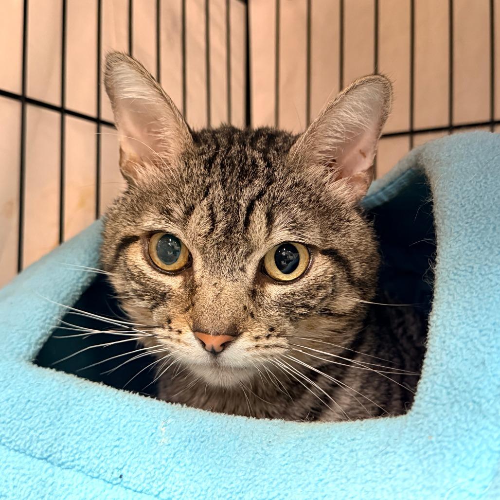 Enlarge Pepe, a Adoptable Domestic Short Hair in New Fairfield, CT image 3/6
