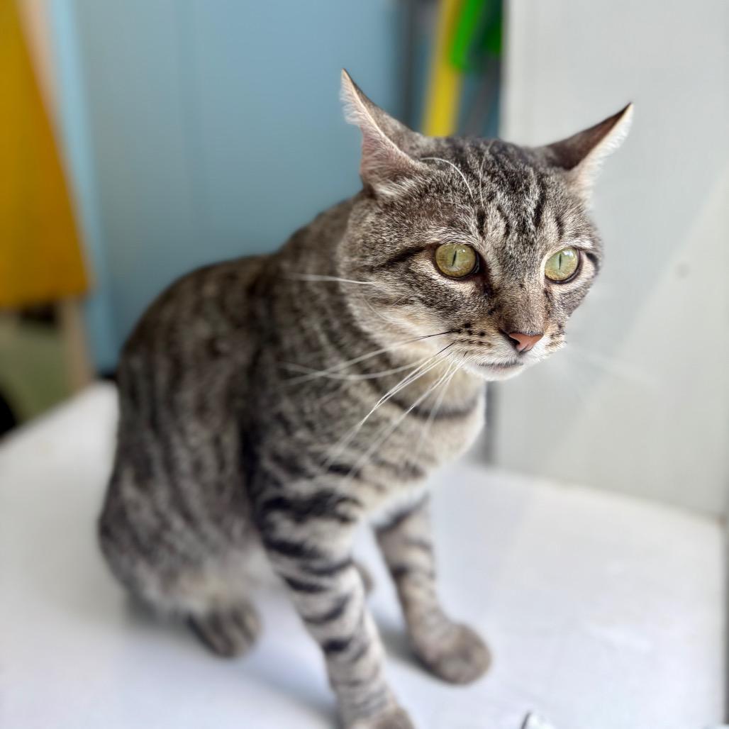 Enlarge Pepe, a Adoptable Domestic Short Hair in New Fairfield, CT image 4/6