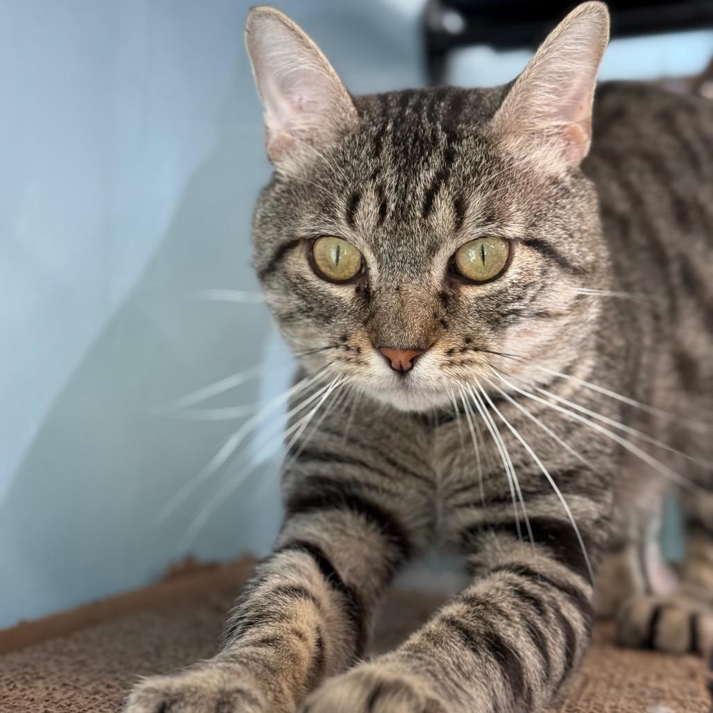 Pepe, a Adoptable Domestic Short Hair in New Fairfield, CT image 4/5