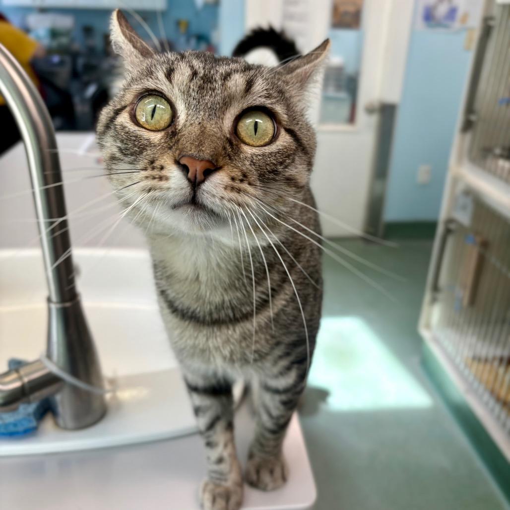 Enlarge Pepe, a Adoptable Domestic Short Hair in New Fairfield, CT image 5/6