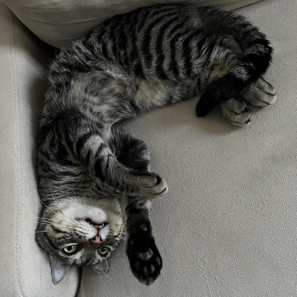 Pepe, a Adoptable Domestic Short Hair in New Fairfield, CT image 5/5