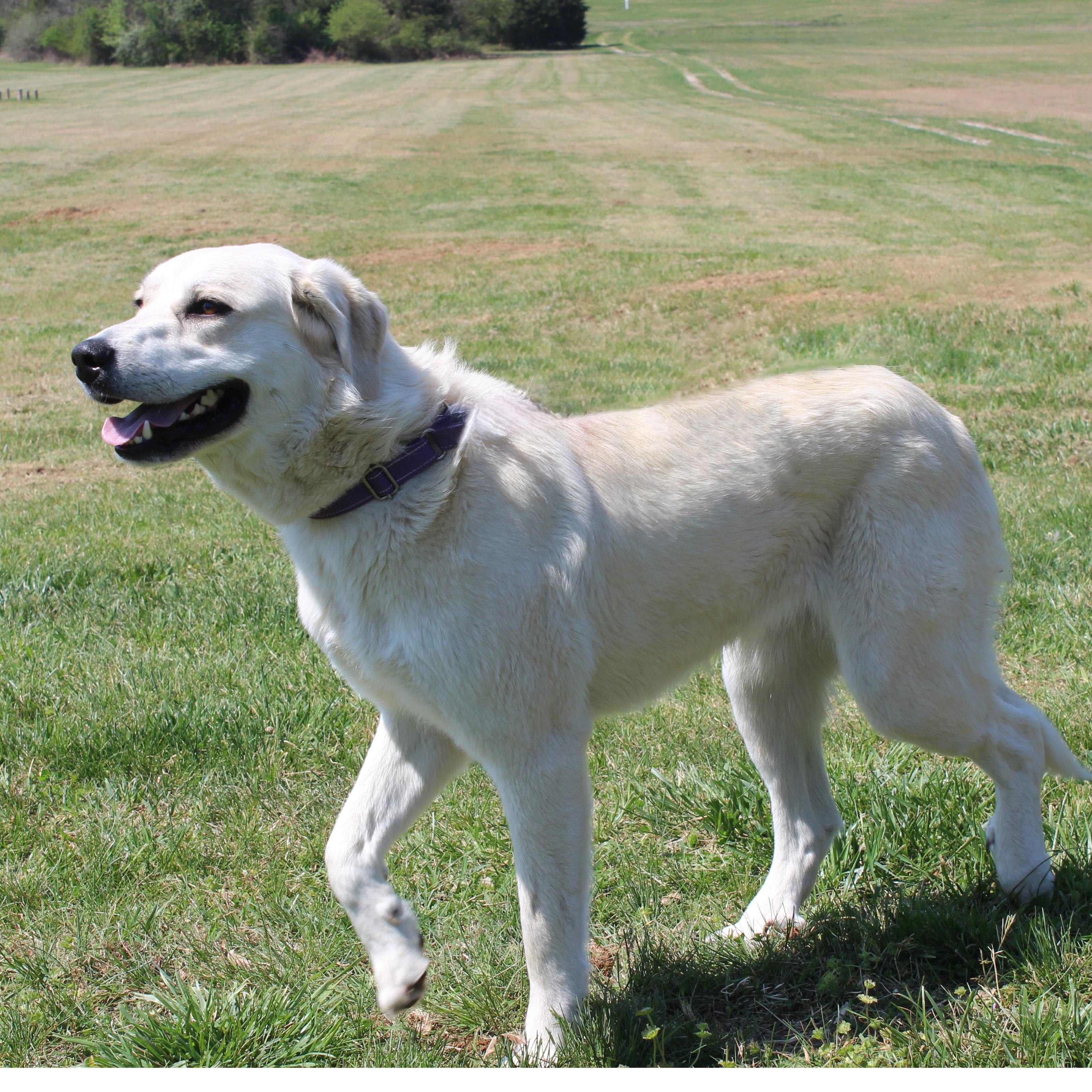 Enlarge Pearl, an adopted mixed breed in Lebanon, TN image 4/6