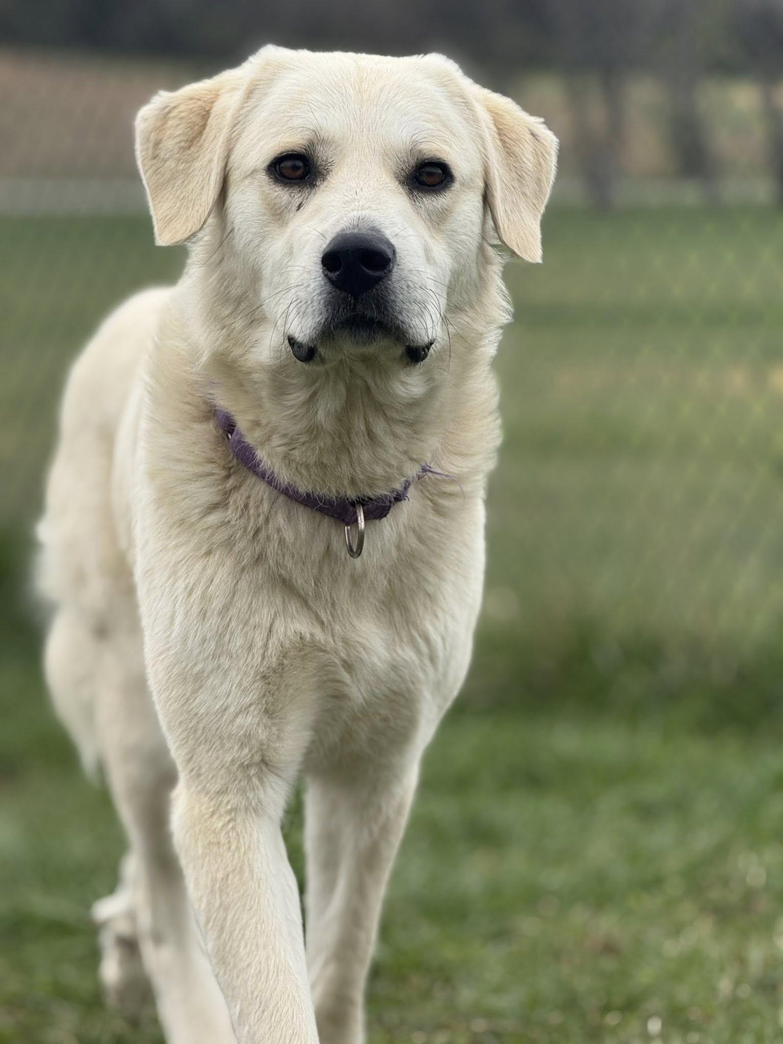 Enlarge Pearl, an adopted mixed breed in Lebanon, TN image 3/6