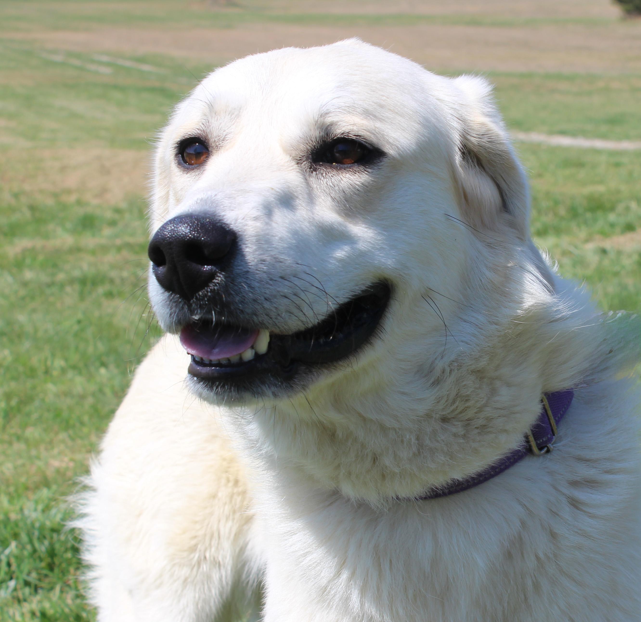 Enlarge Pearl, an adopted mixed breed in Lebanon, TN image 1/6