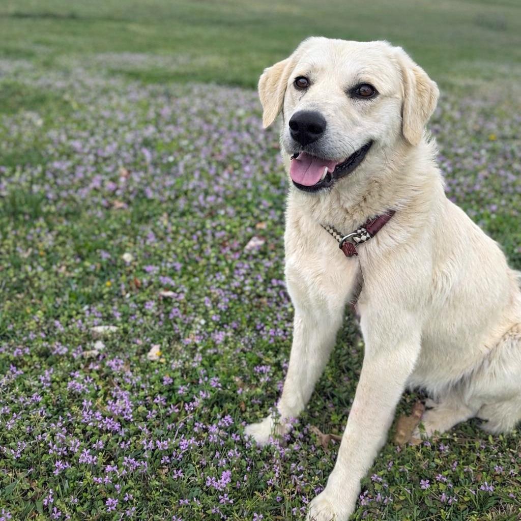 Enlarge Pearl, an adopted mixed breed in Lebanon, TN image 2/6
