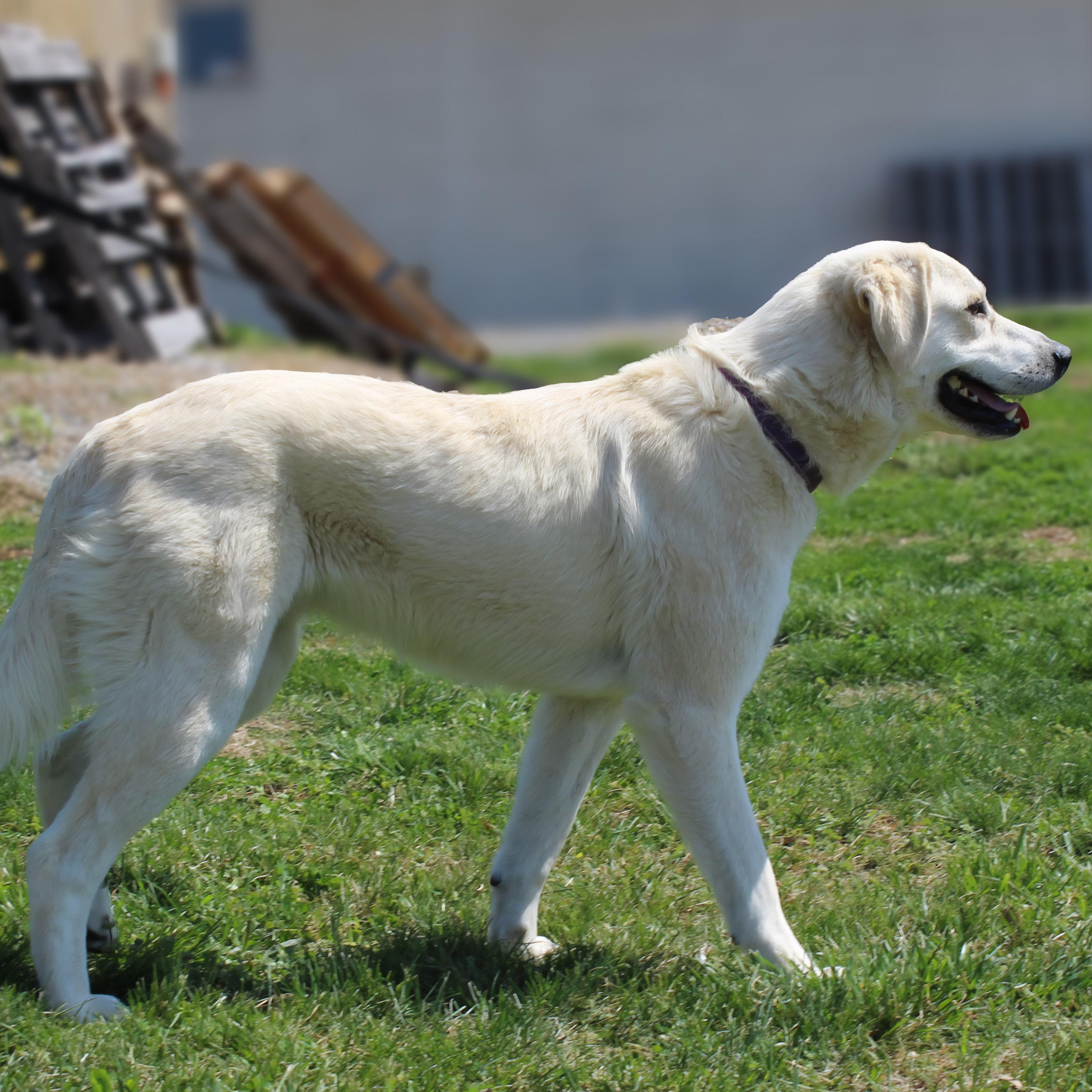 Enlarge Pearl, an adopted mixed breed in Lebanon, TN image 6/6