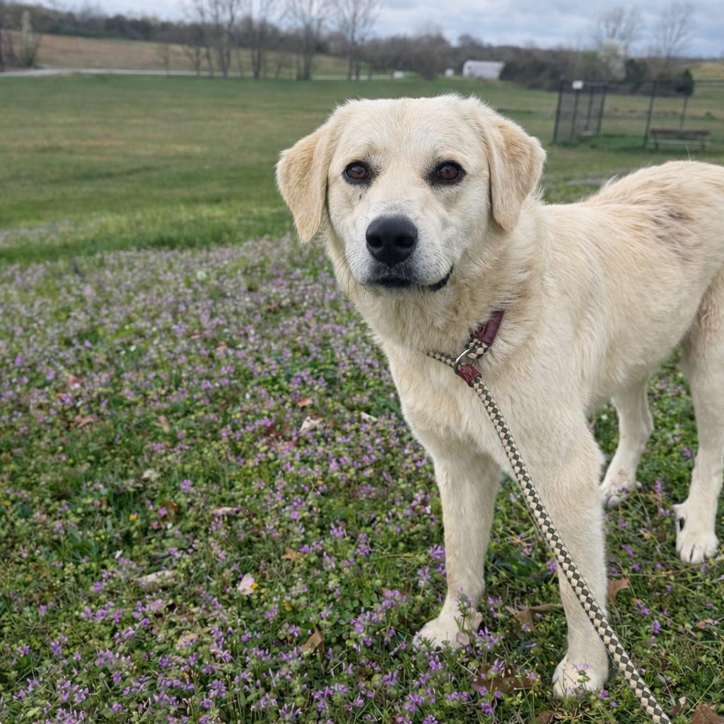 Enlarge Pearl, an adopted mixed breed in Lebanon, TN image 5/6