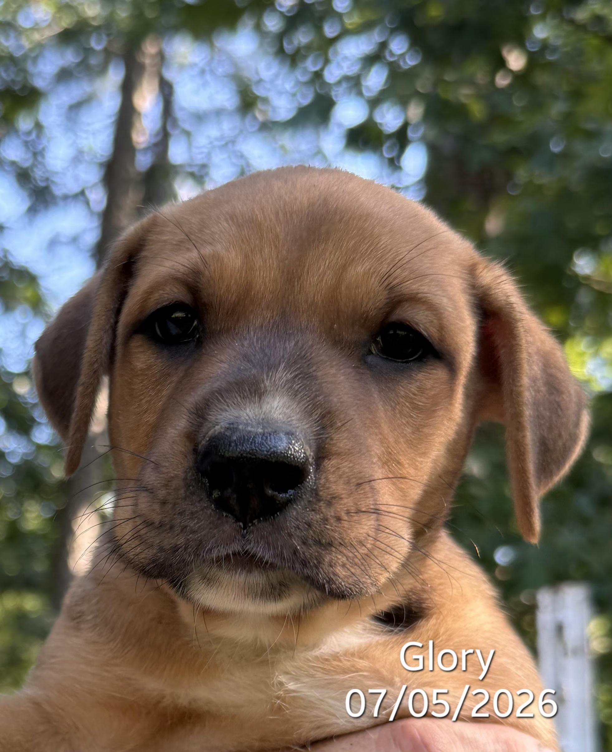 Glory, ADOPTABLE, Puppy Female Belgian Shepherd / Malinois.