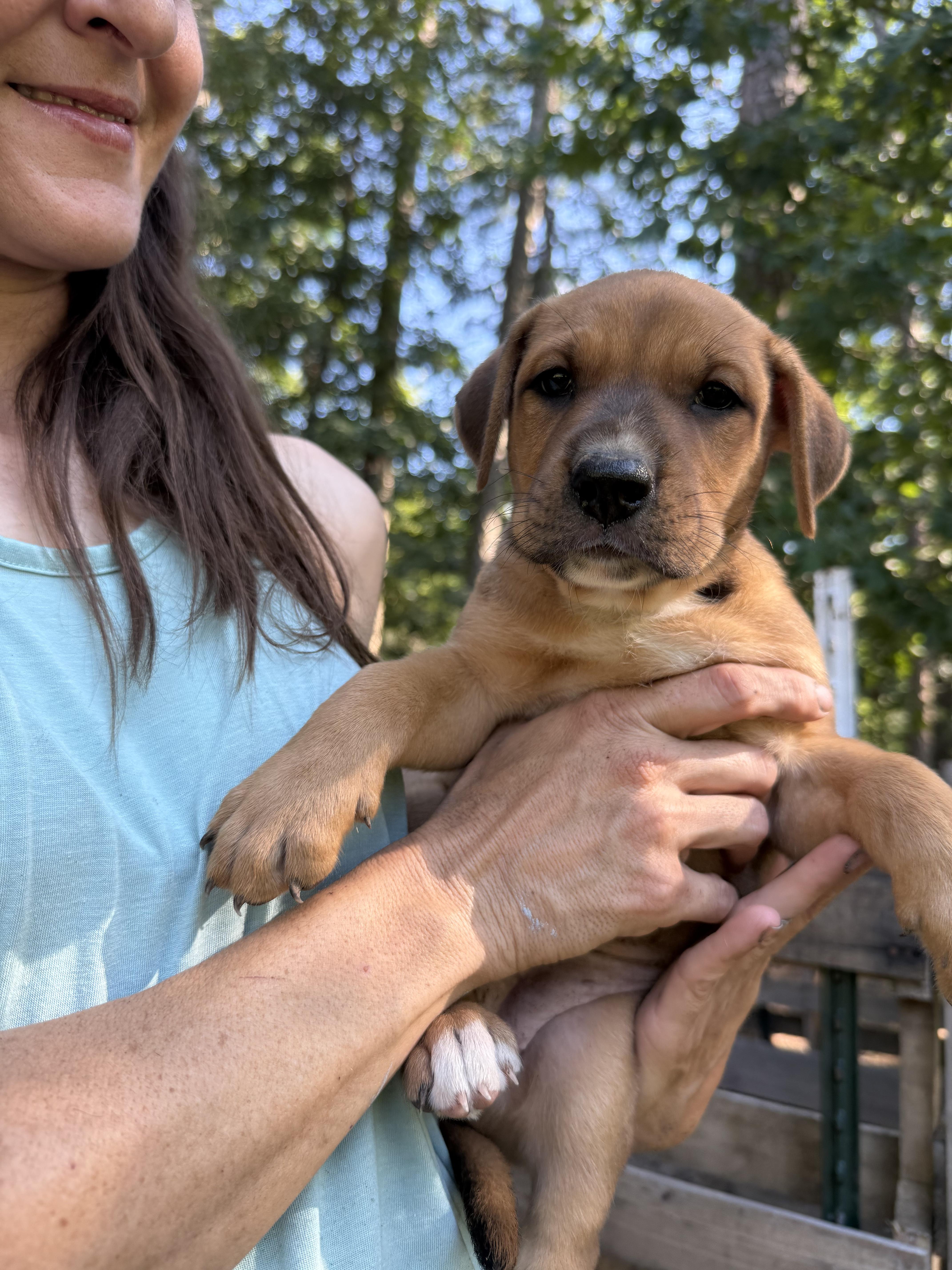 Glory, a ADOPTABLE mixed breed in Warren, RI image 6/6