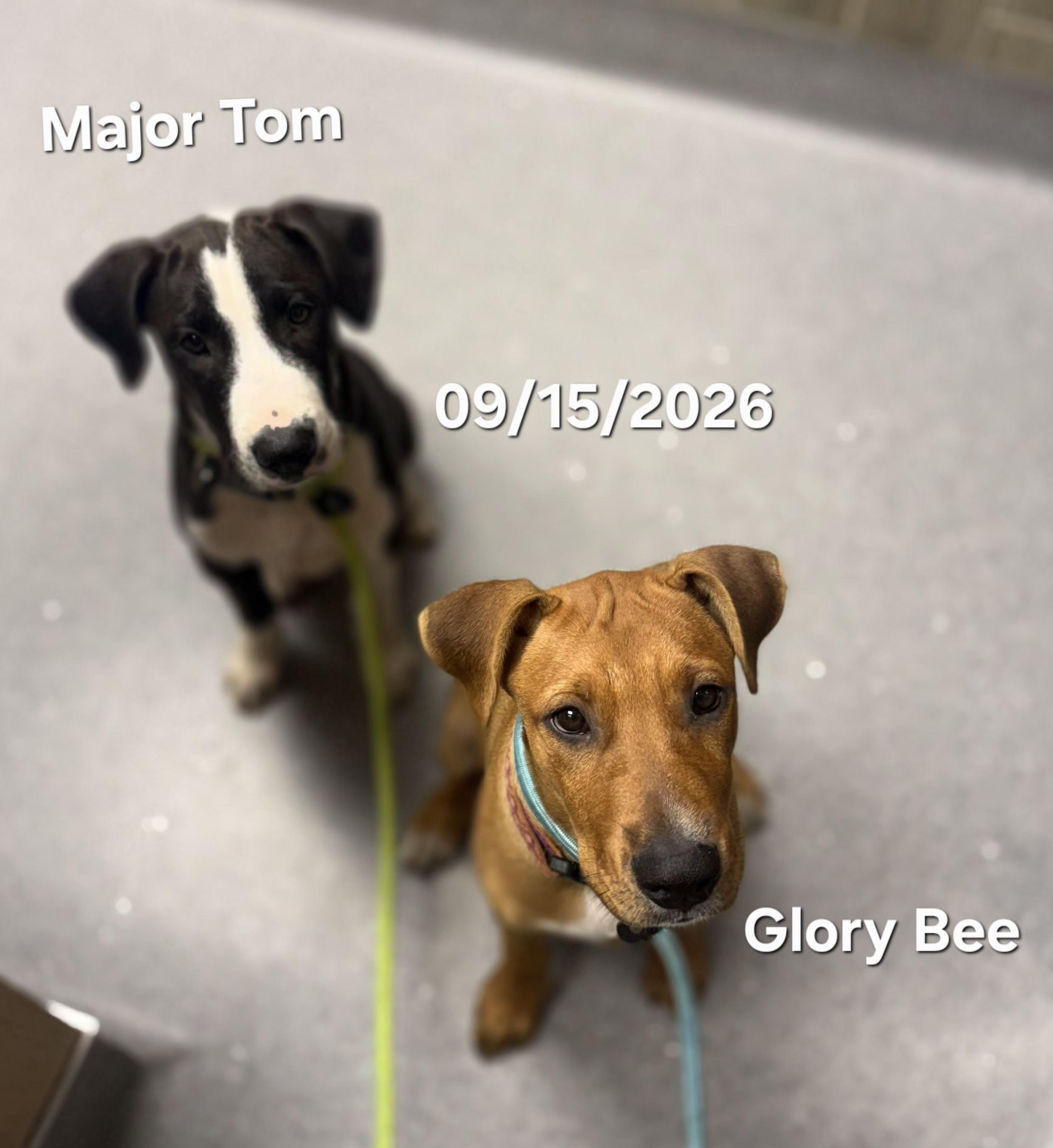 Glory, ADOPTABLE, Puppy Female Belgian Shepherd / Malinois.