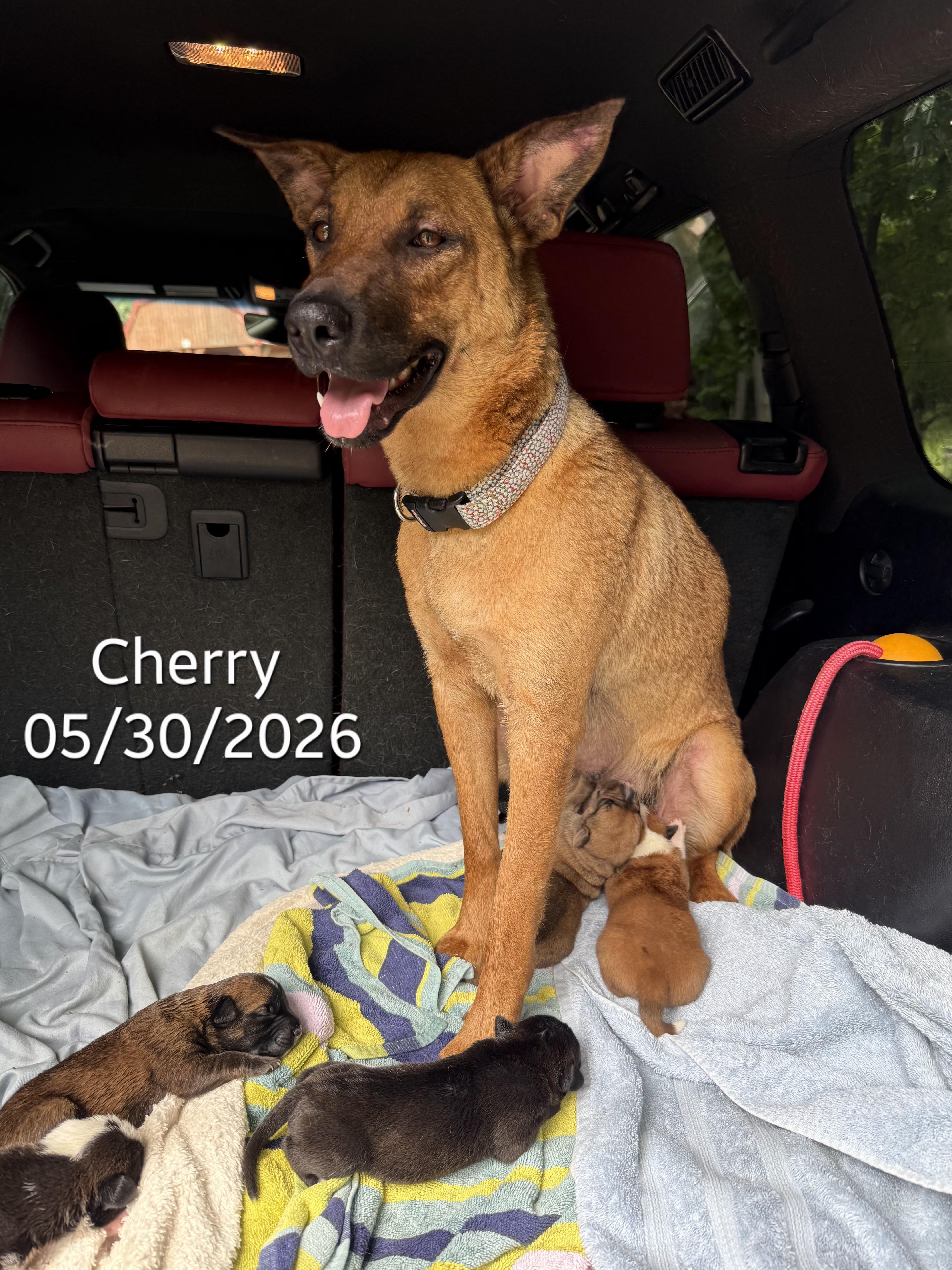 Glory, a ADOPTABLE mixed breed in Warren, RI image 4/6