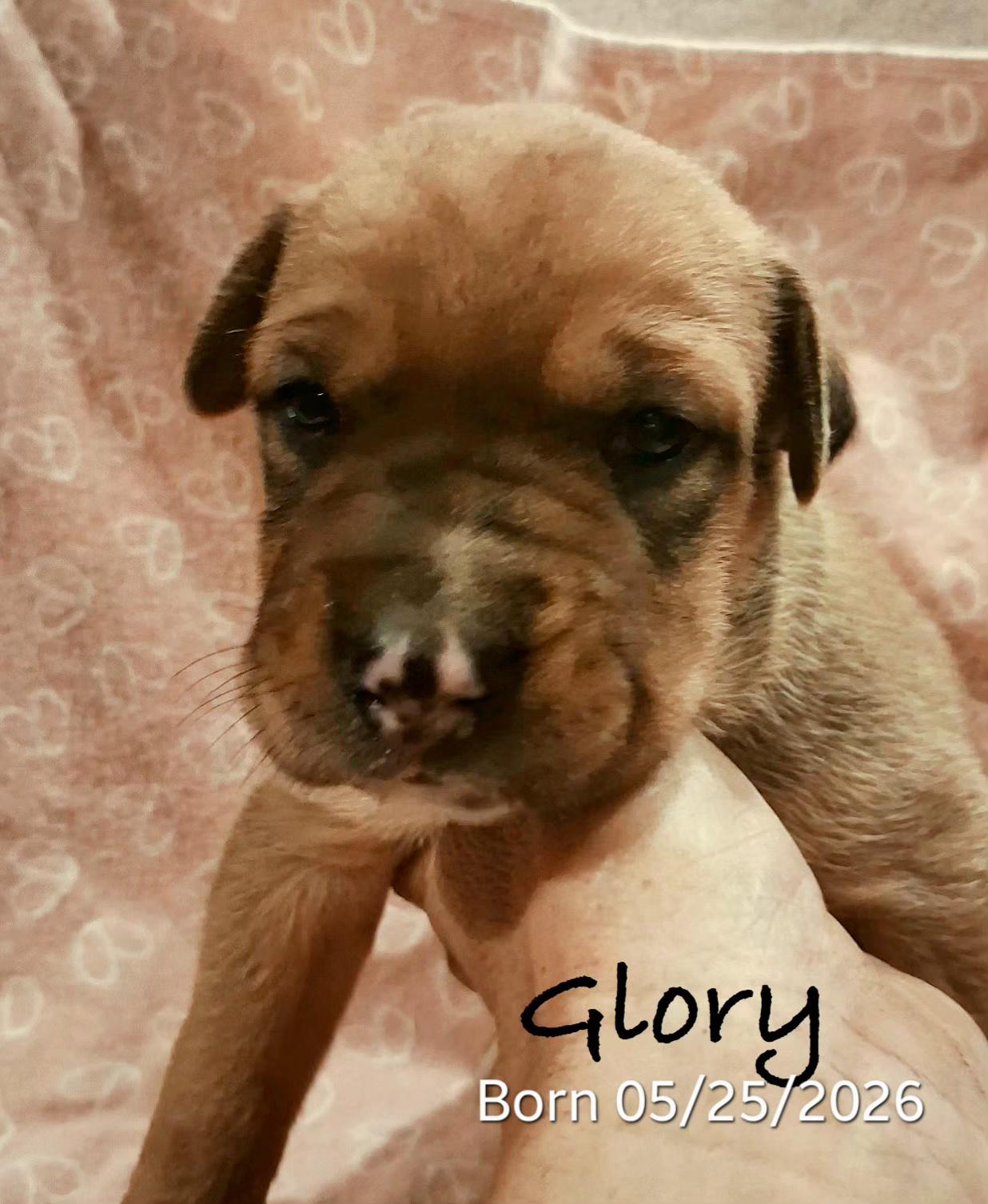 Glory, a ADOPTABLE mixed breed in Warren, RI image 3/6