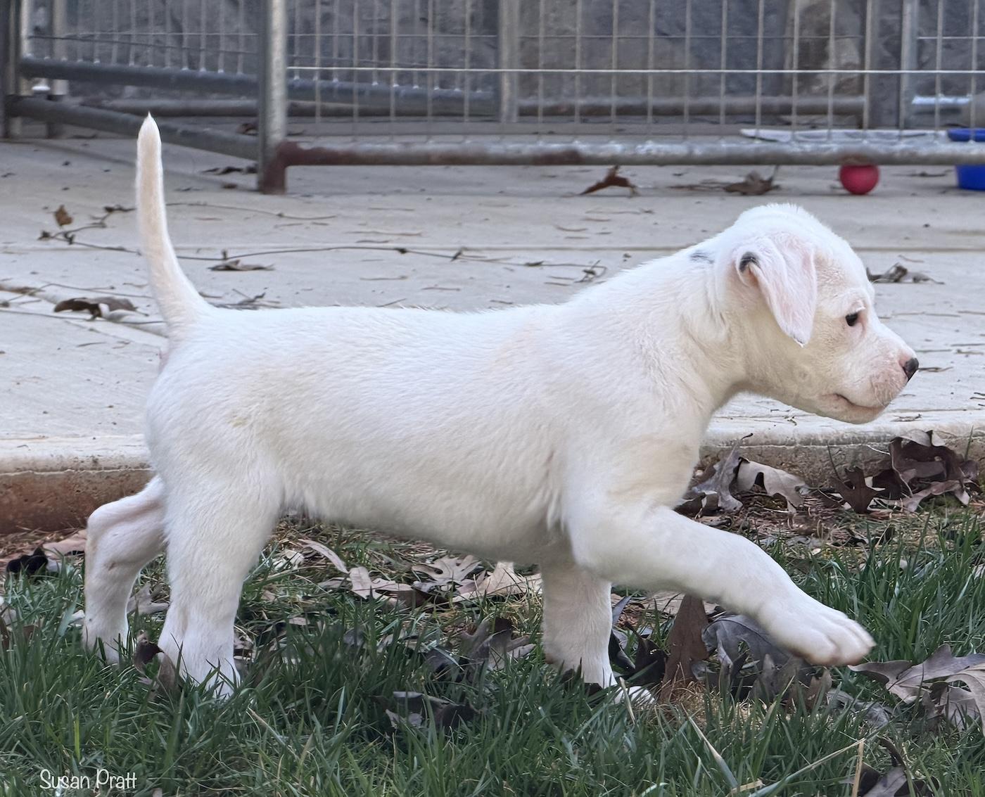 Enlarge Sassy, an adopted mixed breed in Bedford, VA image 3/6