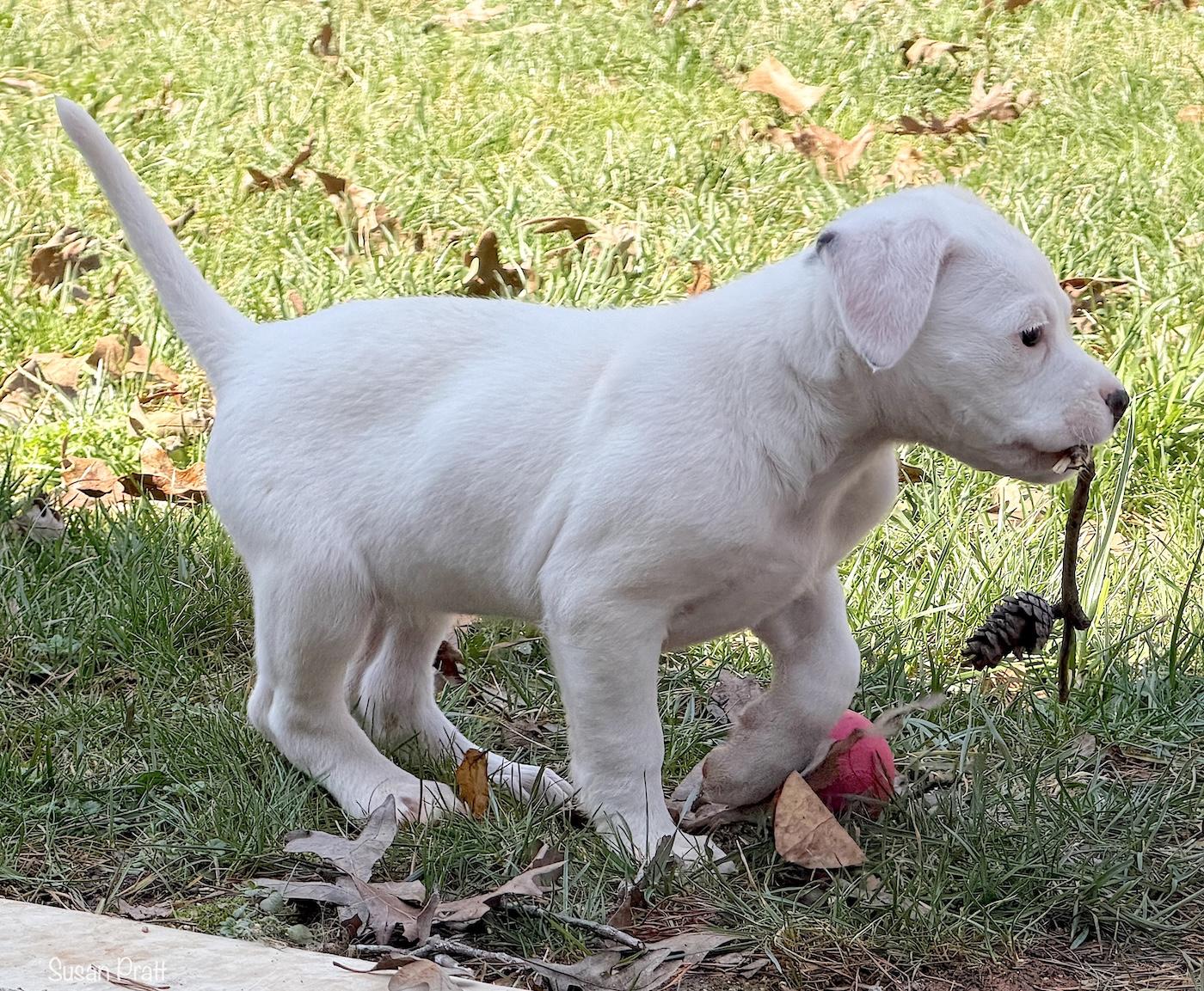 Enlarge Sassy, an adopted mixed breed in Bedford, VA image 5/6