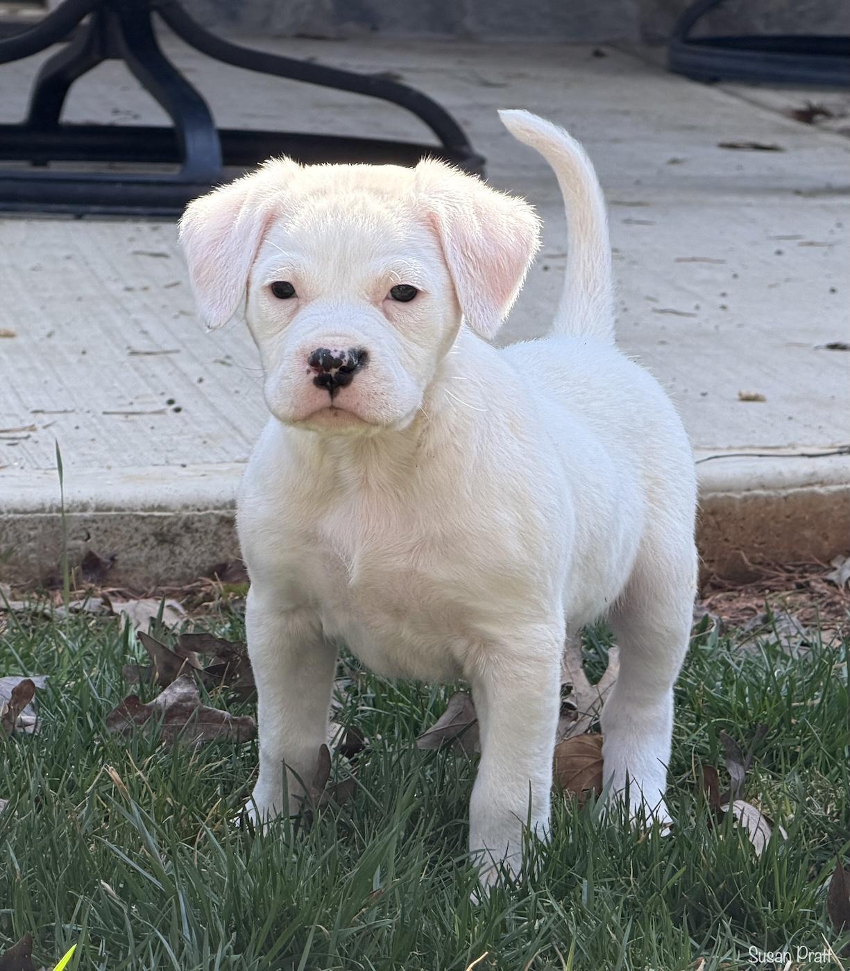 Enlarge Sassy, an adopted mixed breed in Bedford, VA image 2/6