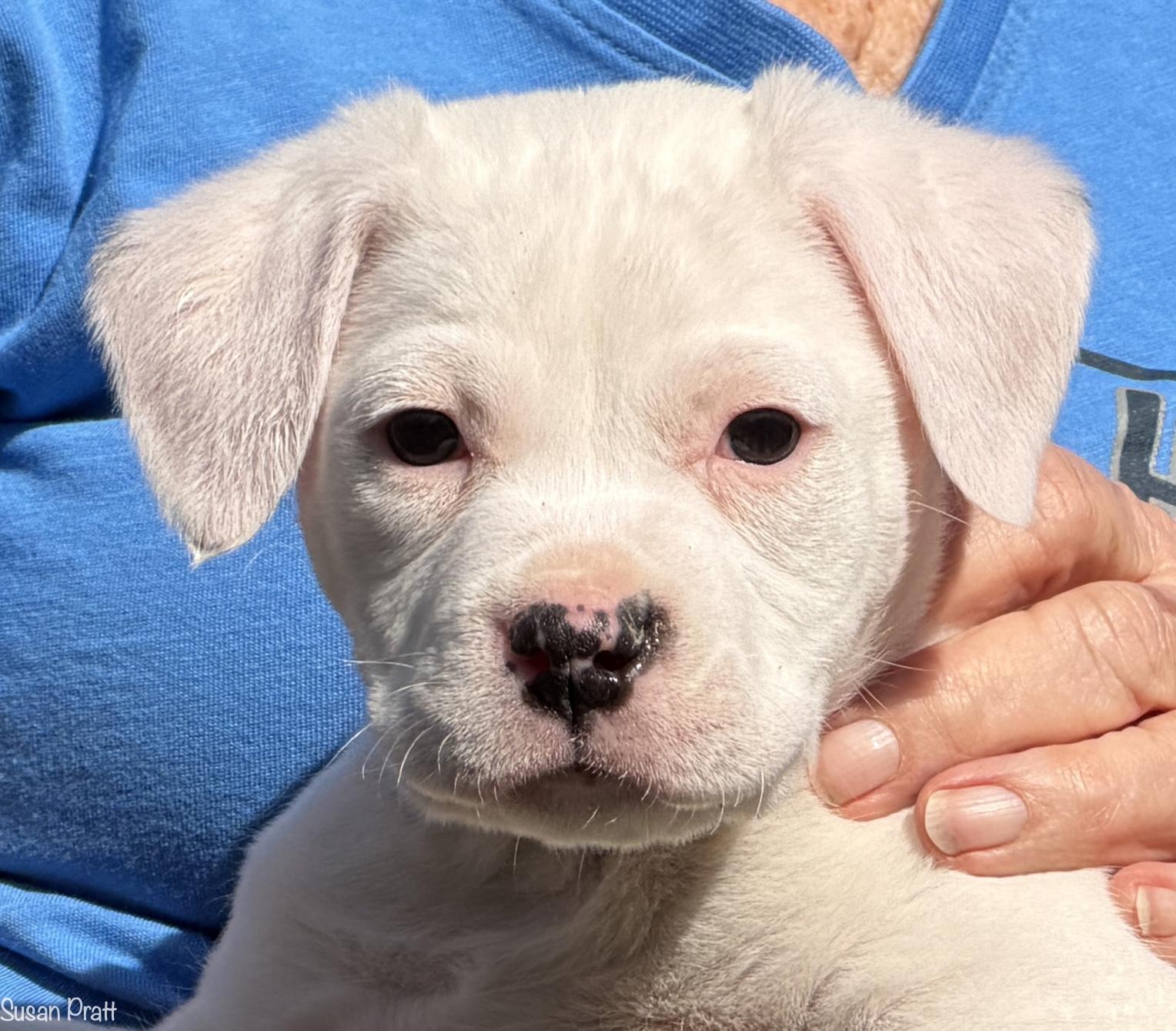 Sassy, ADOPTABLE, Puppy Female Boxer & Terrier.