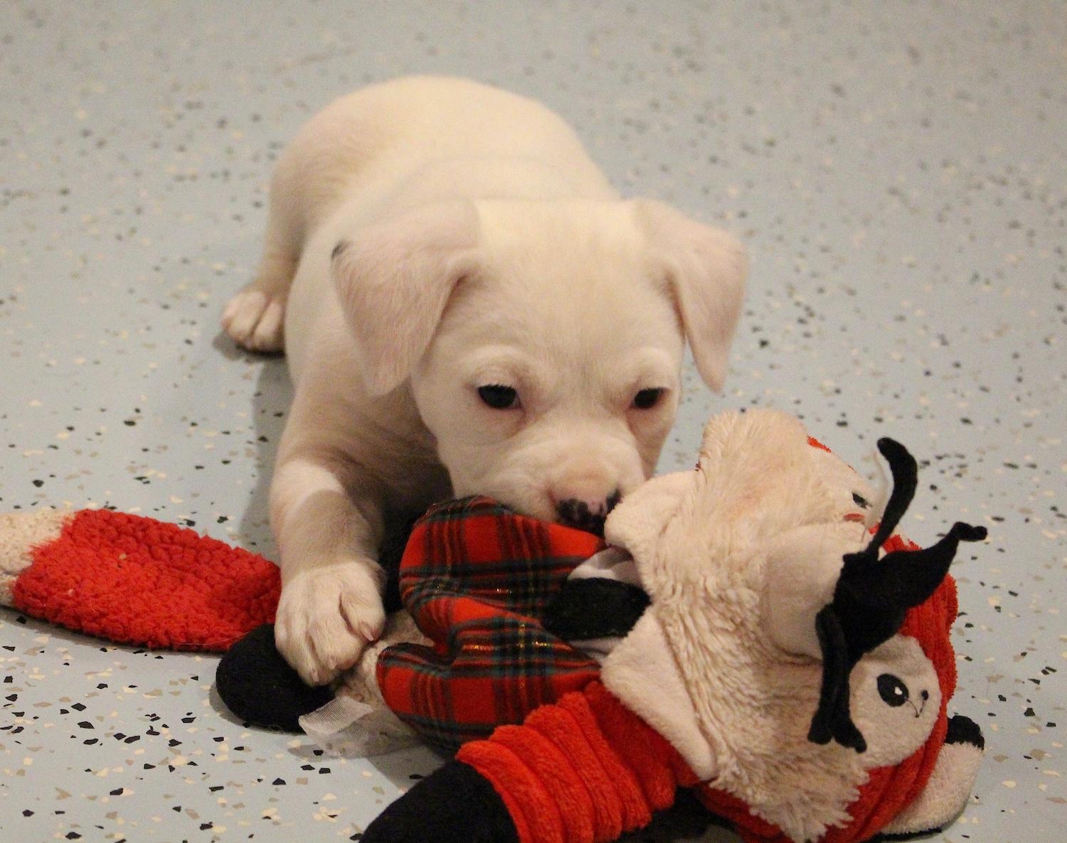 Enlarge Sassy, an adopted mixed breed in Bedford, VA image 6/6