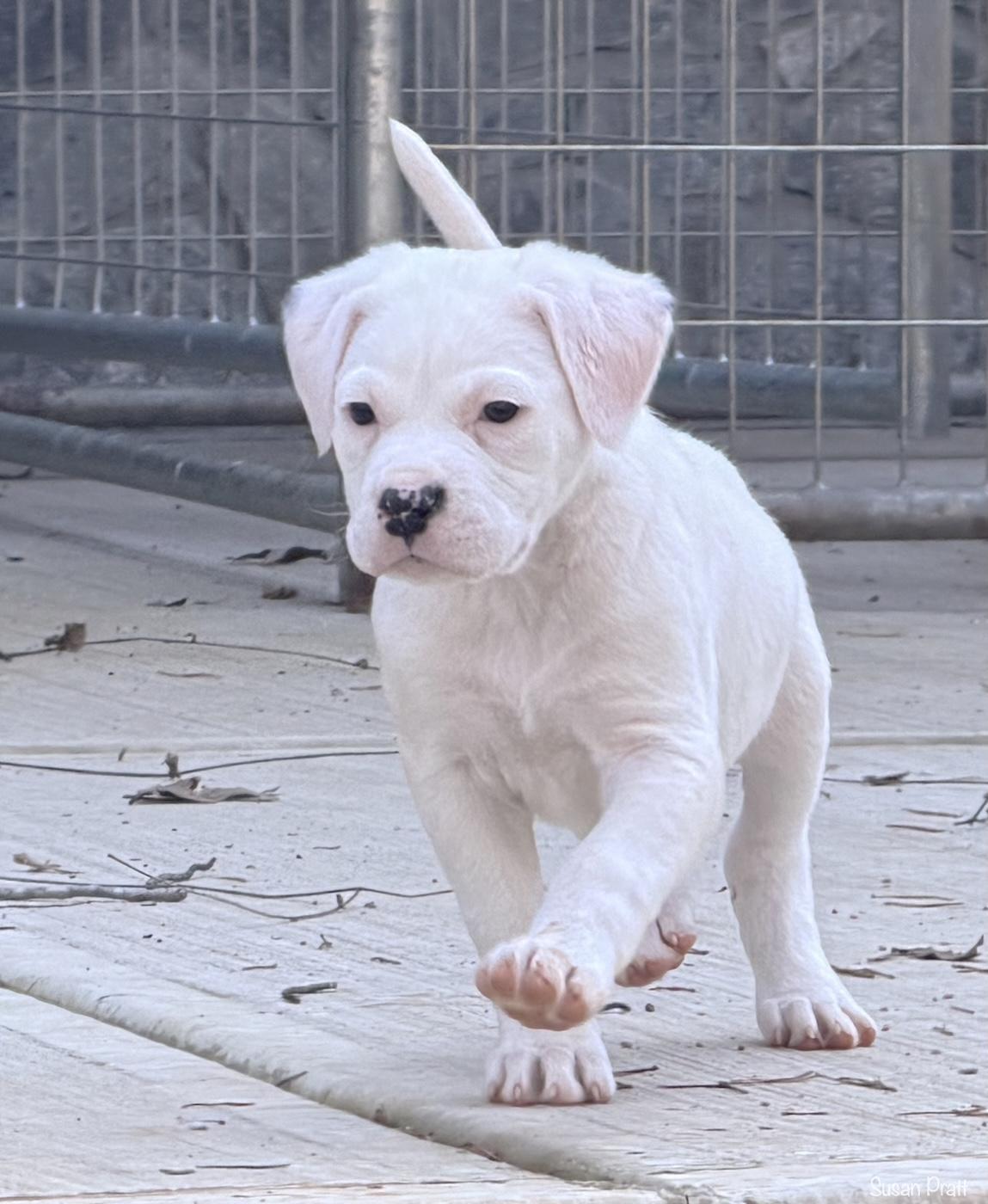 Enlarge Sassy, an adopted mixed breed in Bedford, VA image 4/6