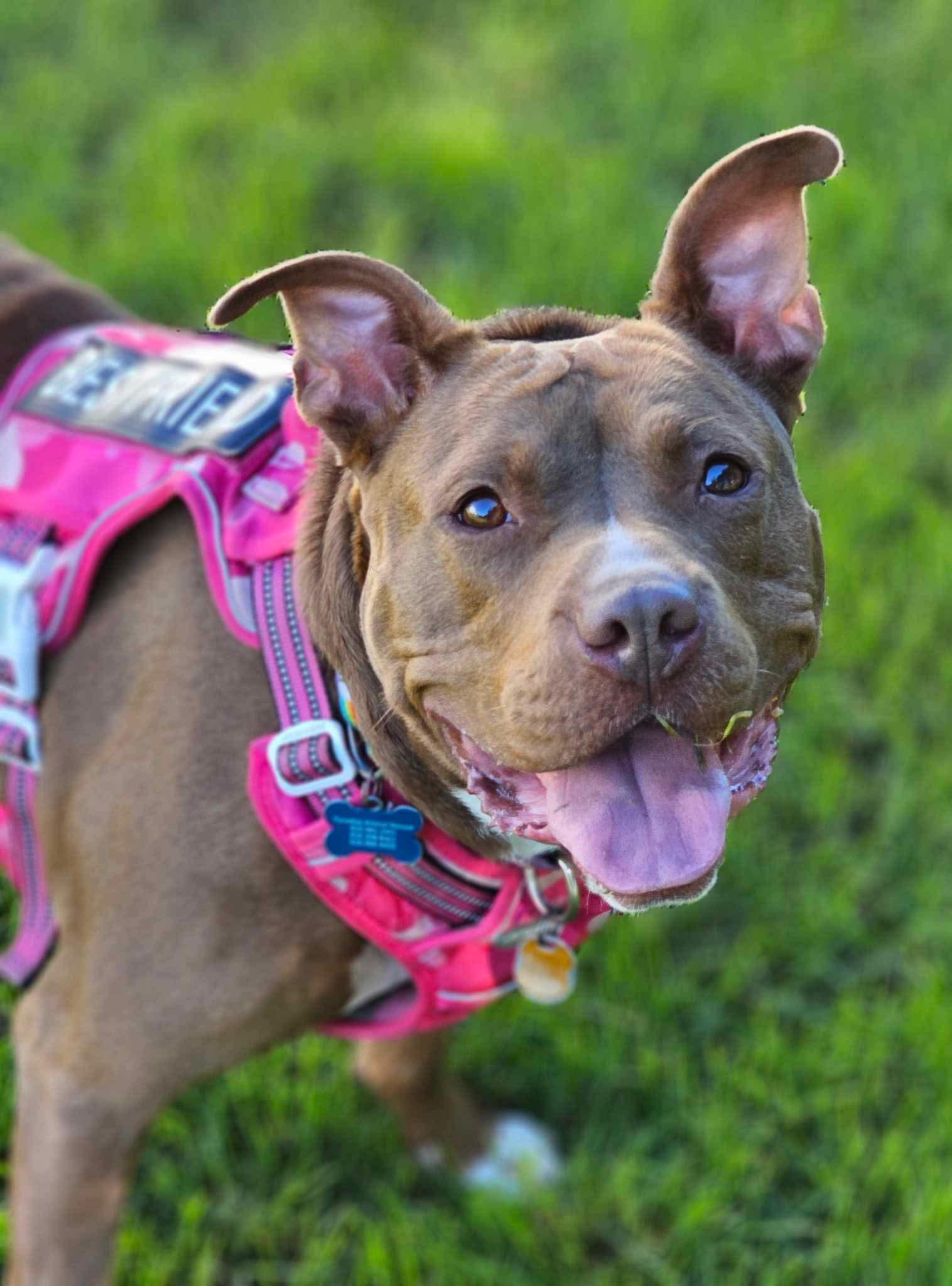 Enlarge Pigeon - SPONSORED FEE!, a Adoptable mixed breed in Lapeer, MI image 6/6