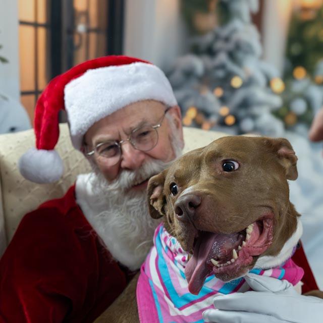 Enlarge Pigeon - SPONSORED FEE!, a Adoptable mixed breed in Lapeer, MI image 1/6