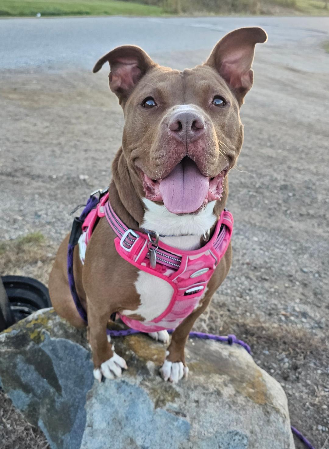 Enlarge Pigeon - SPONSORED FEE!, a Adoptable mixed breed in Lapeer, MI image 4/6