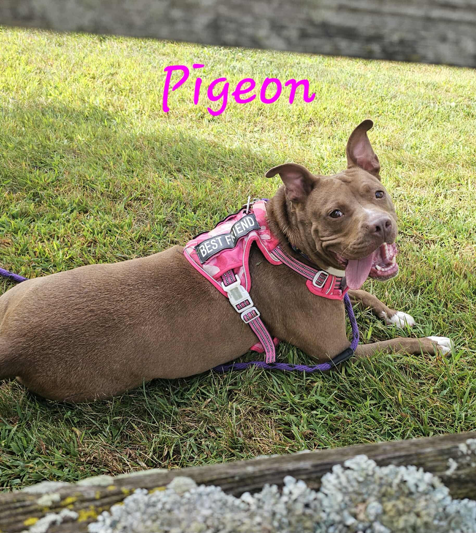 Pigeon - Sponsored Fee!