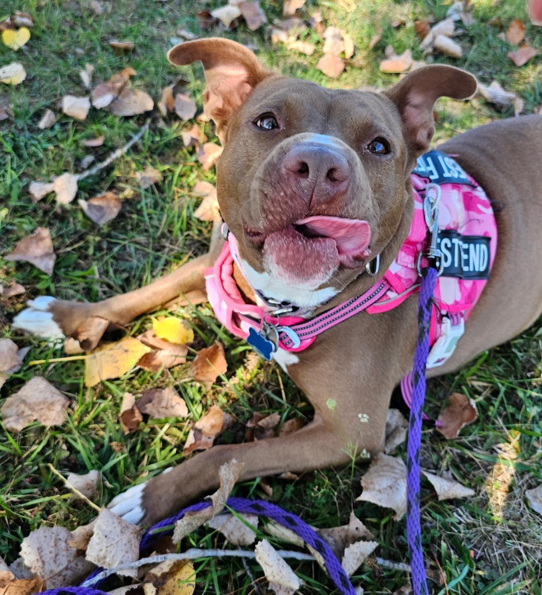 Enlarge Pigeon - SPONSORED FEE!, a Adoptable mixed breed in Lapeer, MI image 3/6