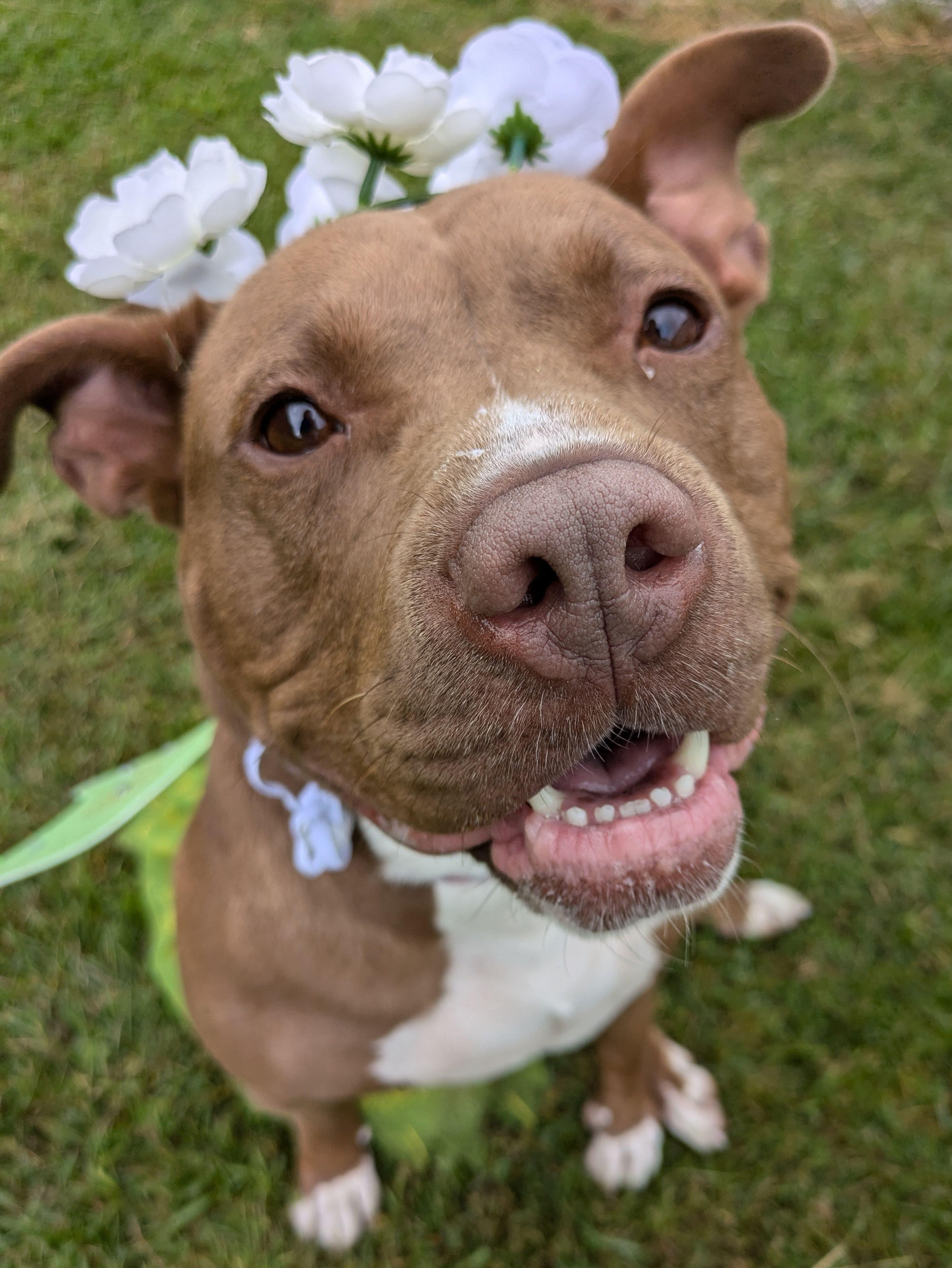 Pigeon - Sponsored Fee!