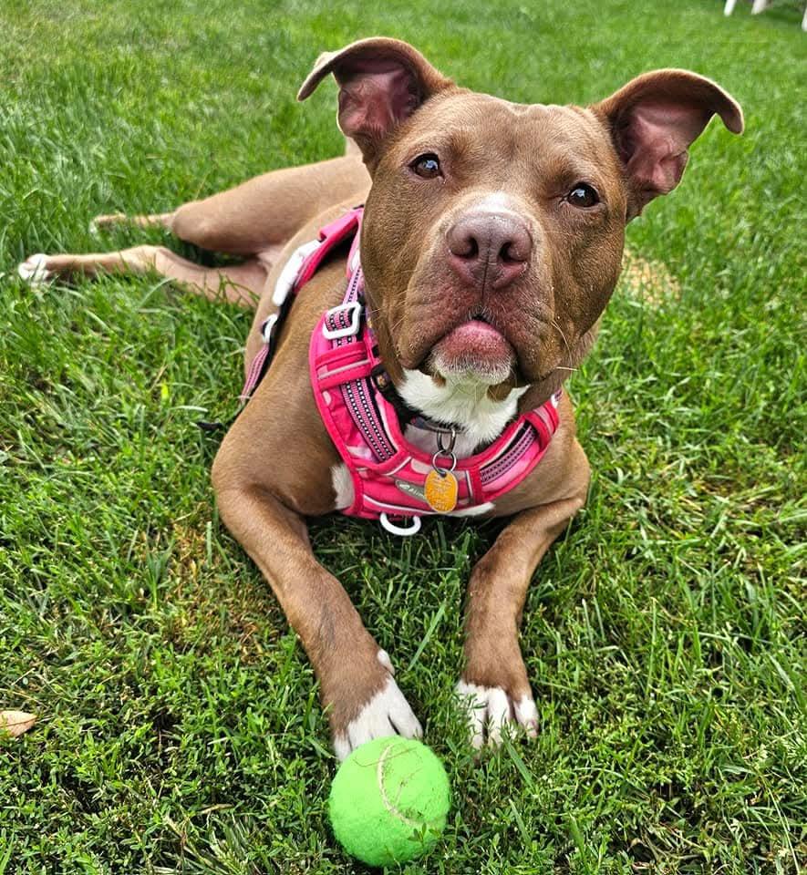 Enlarge Pigeon - SPONSORED FEE!, a Adoptable mixed breed in Lapeer, MI image 5/6