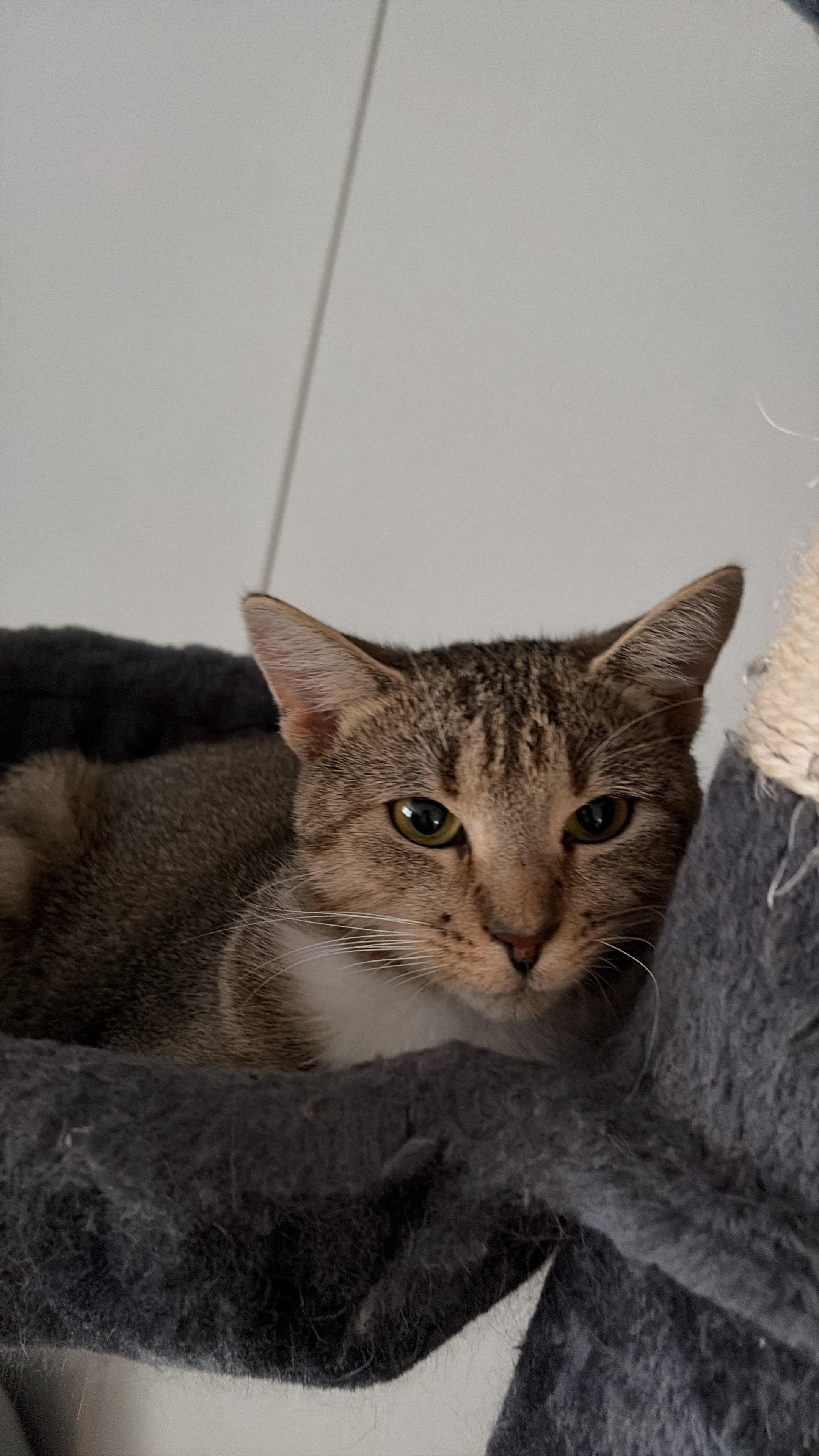 PIta, Adoptable, Adult Female Domestic Short Hair.