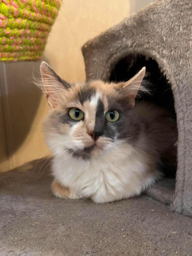 Meri, Adoptable, Young Female Domestic Long Hair.