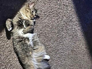 MURPHY #1720 - Offered by Owner - Female, Adoptable, Adult Female Domestic Short Hair & Tabby.