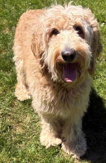 Gemma, Adoptable, Adult Female Standard Poodle & Cattle Dog.