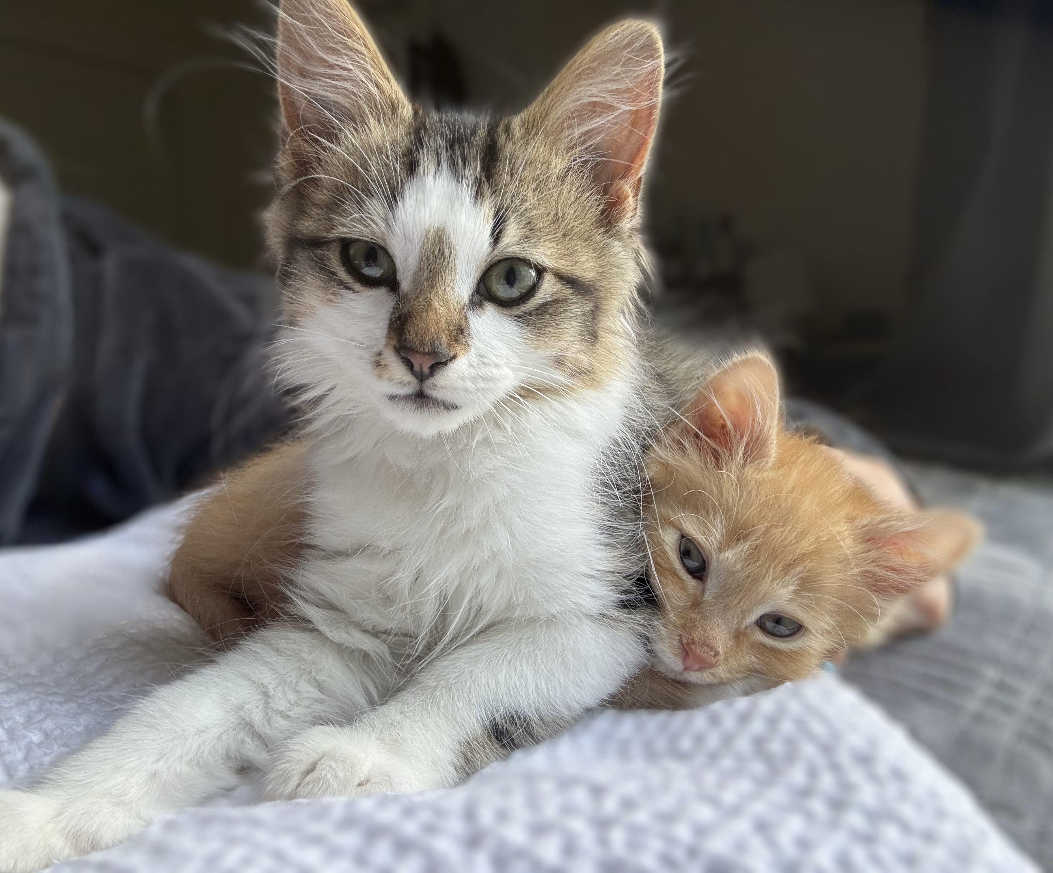 Enlarge Einstein, a Adopted Domestic Short Hair in Greenville, SC image 2/4