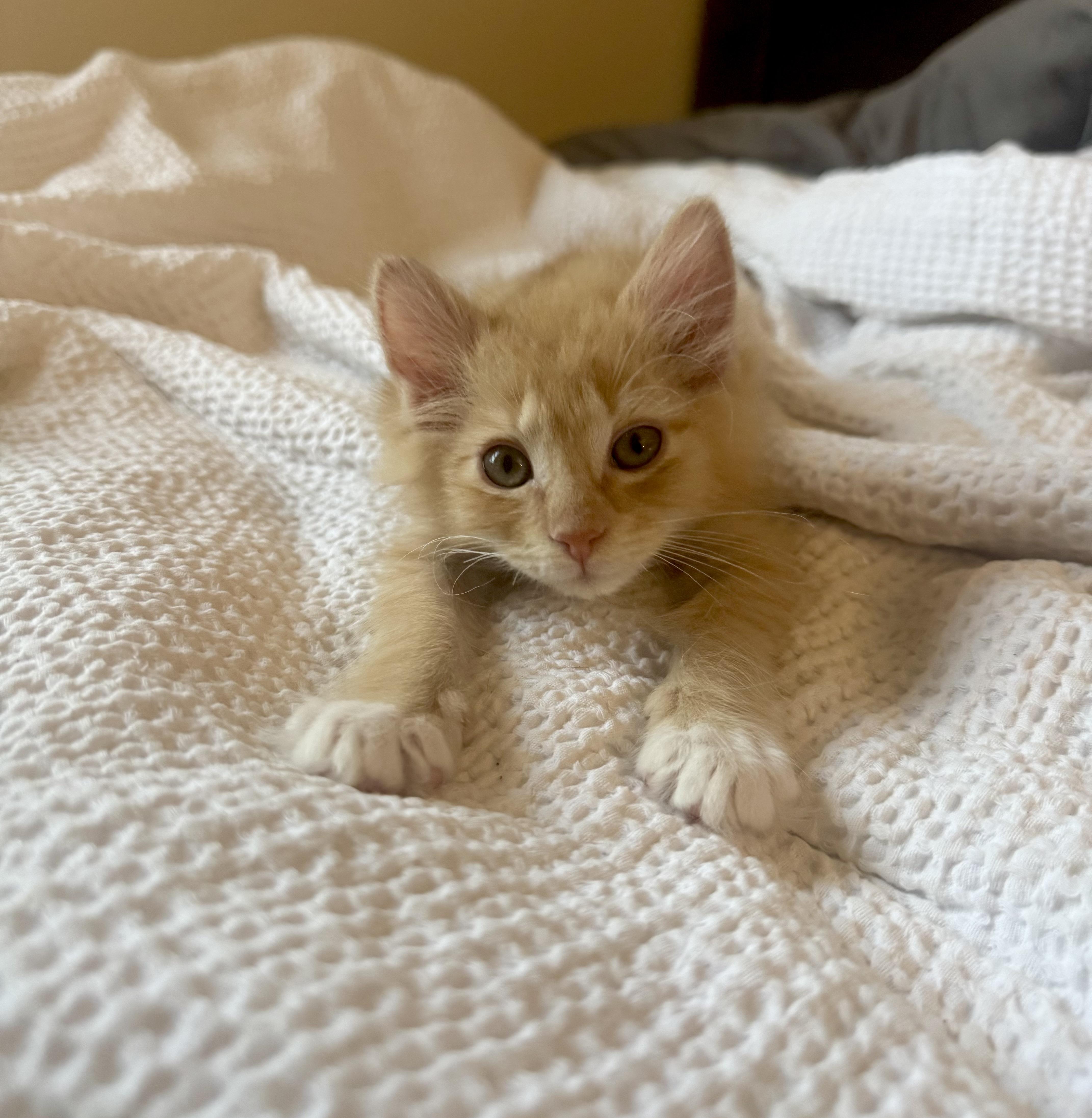 Enlarge Einstein, a Adopted Domestic Short Hair in Greenville, SC image 1/4