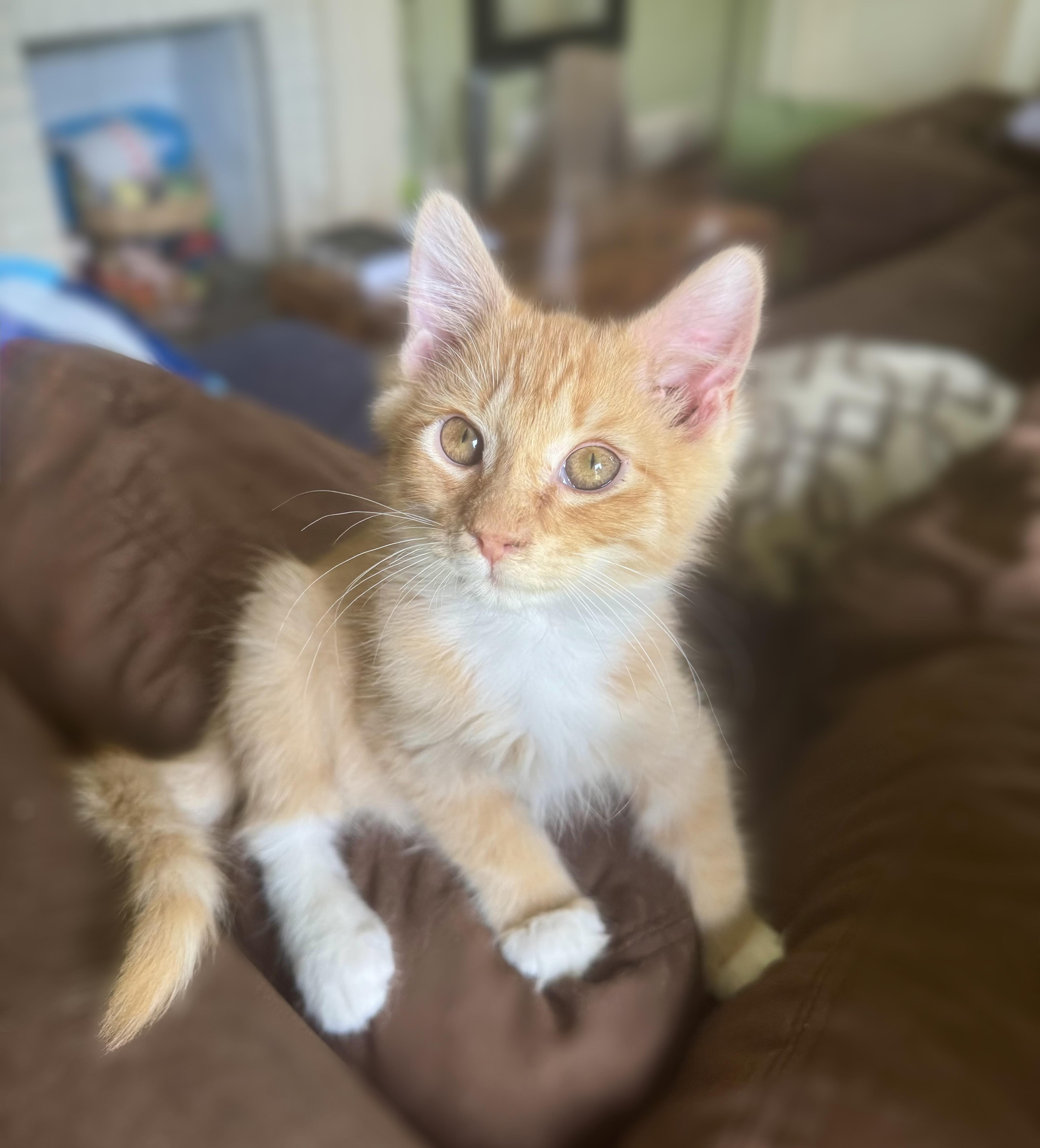 Enlarge Einstein, a Adopted Domestic Short Hair in Greenville, SC image 3/4