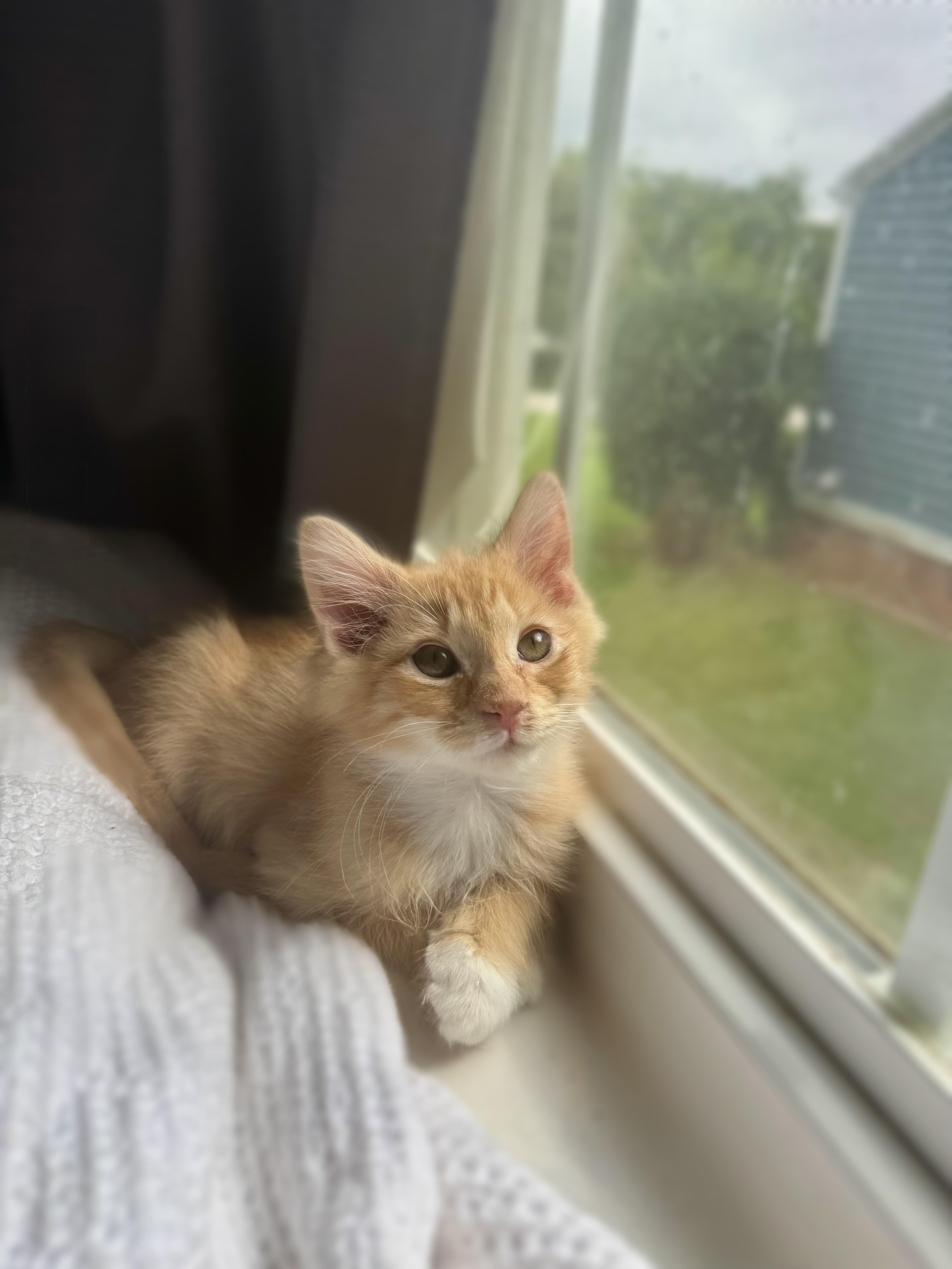 Enlarge Einstein, a Adopted Domestic Short Hair in Greenville, SC image 4/4