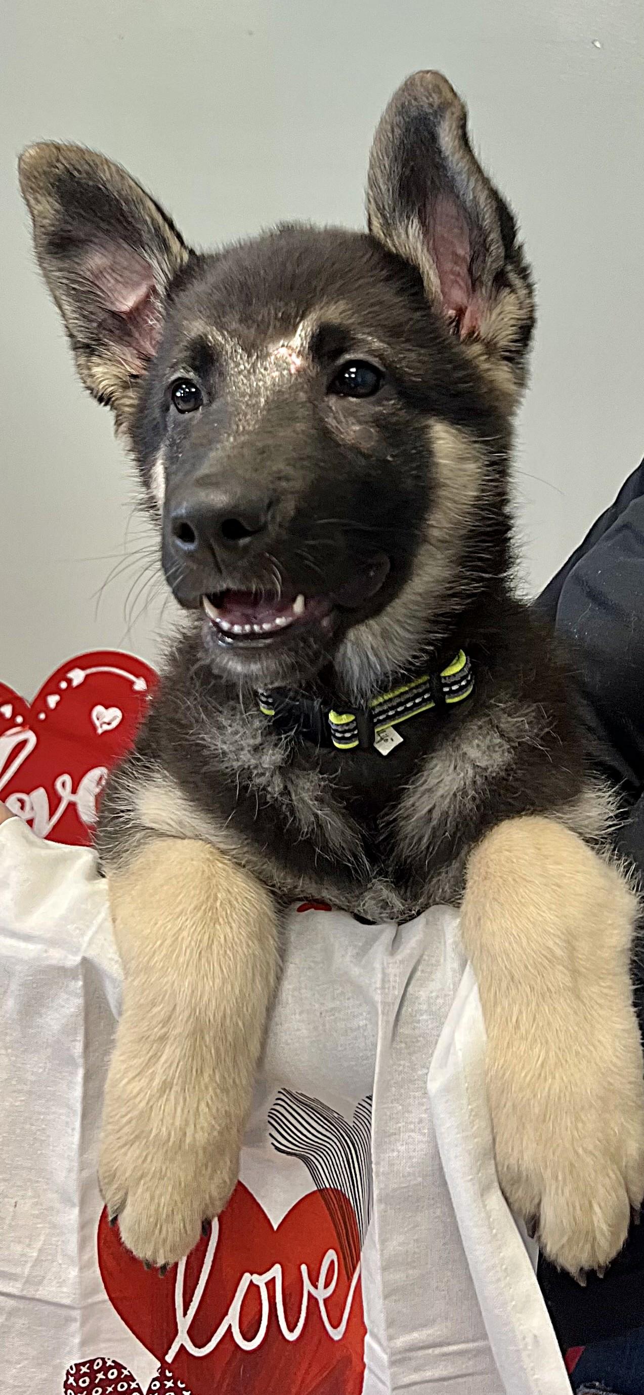 CASPIAN, an adopted German Shepherd Dog in Belmont, NY image 2/5