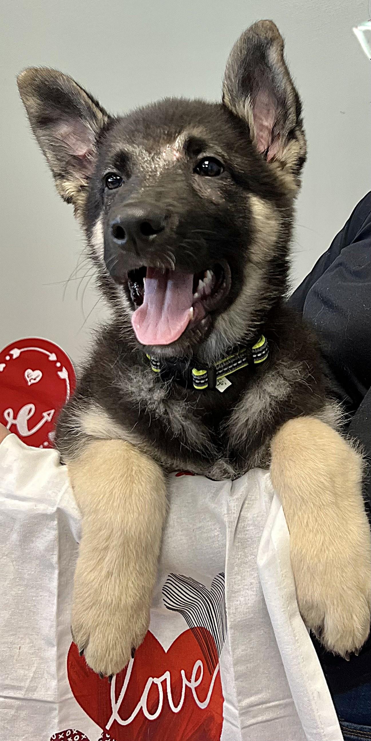 CASPIAN, an adopted German Shepherd Dog in Belmont, NY image 5/5