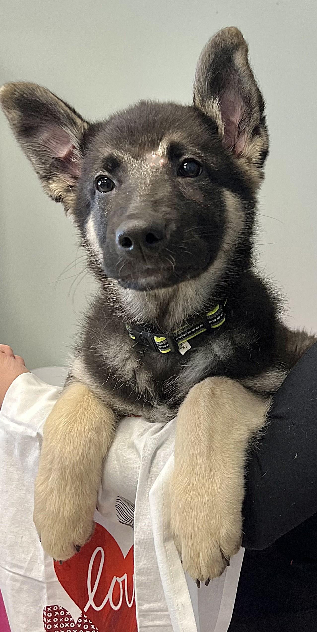 CASPIAN, an adopted German Shepherd Dog in Belmont, NY image 3/5