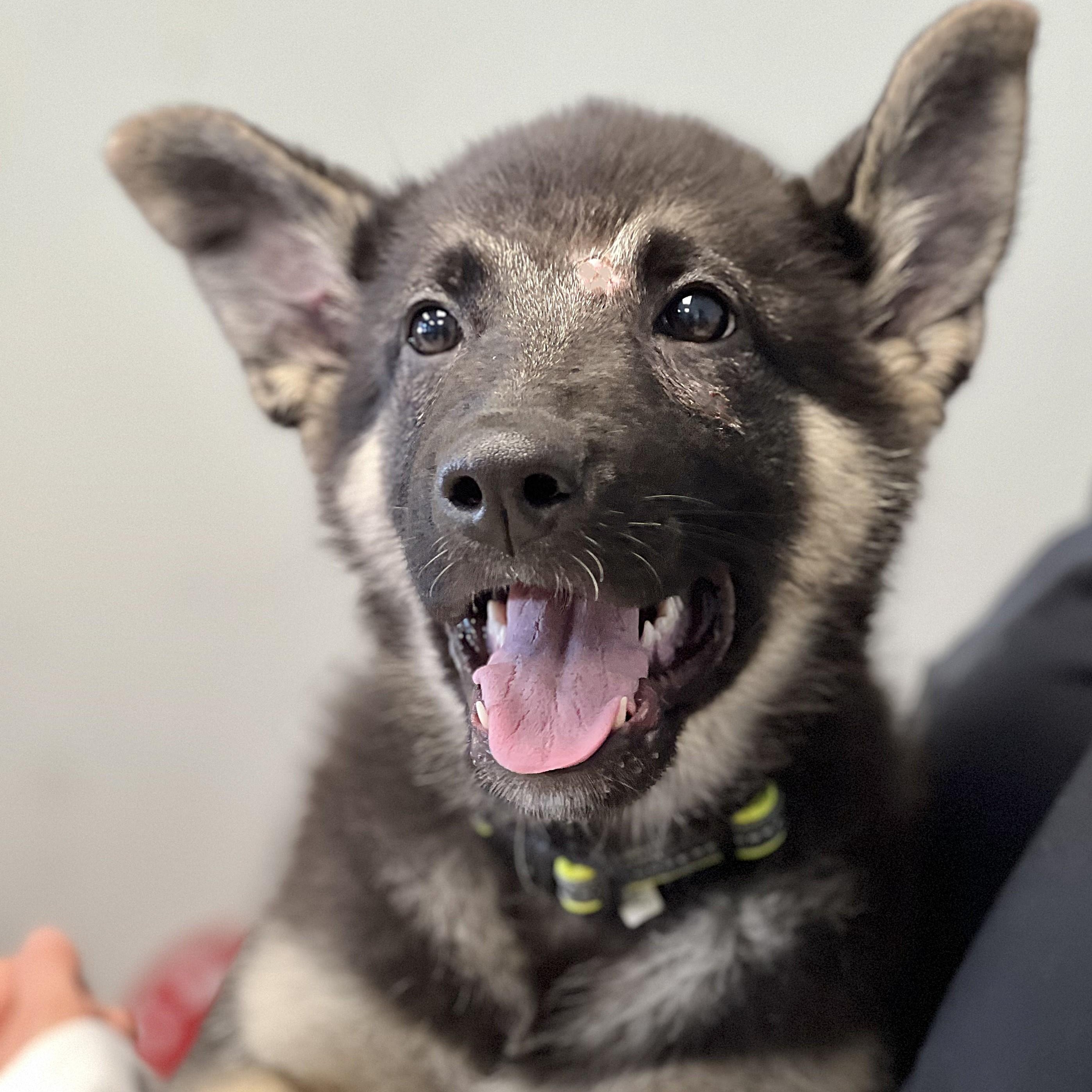 CASPIAN, adopted, Young Male German Shepherd Dog.