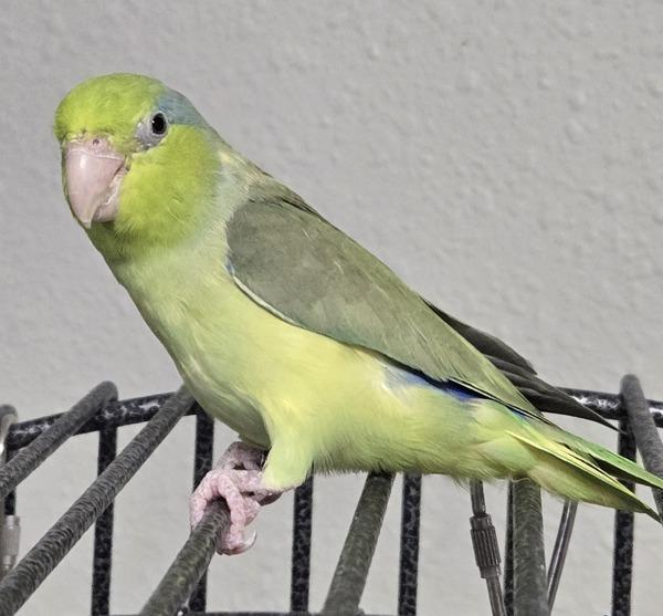 Enlarge Tinkerbell, a Adoptable Parrotlet in Elizabeth, CO image 1/2