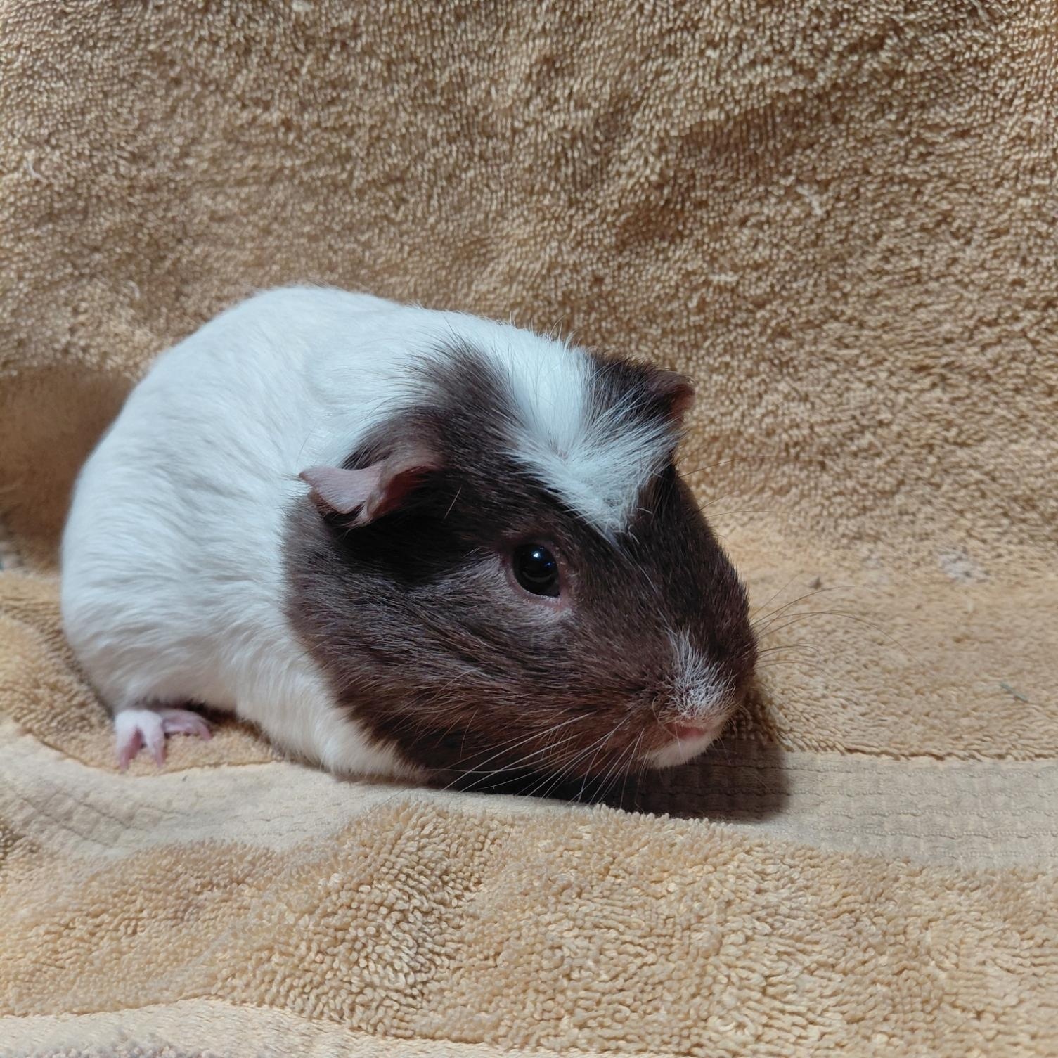 Enlarge Bryce, a ADOPTABLE Guinea Pig in Cincinnati, OH image 4/5